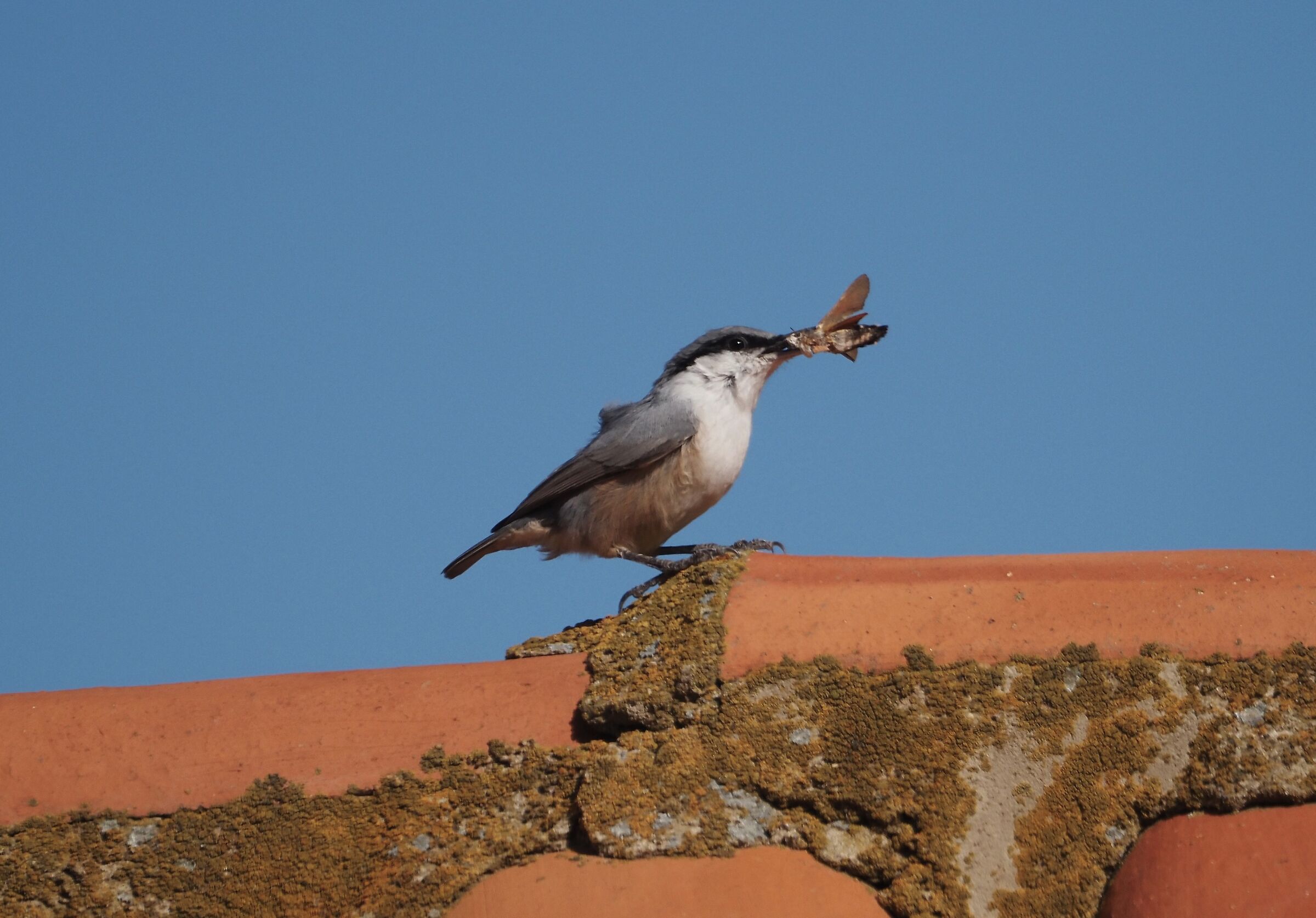 Rock nuthatch