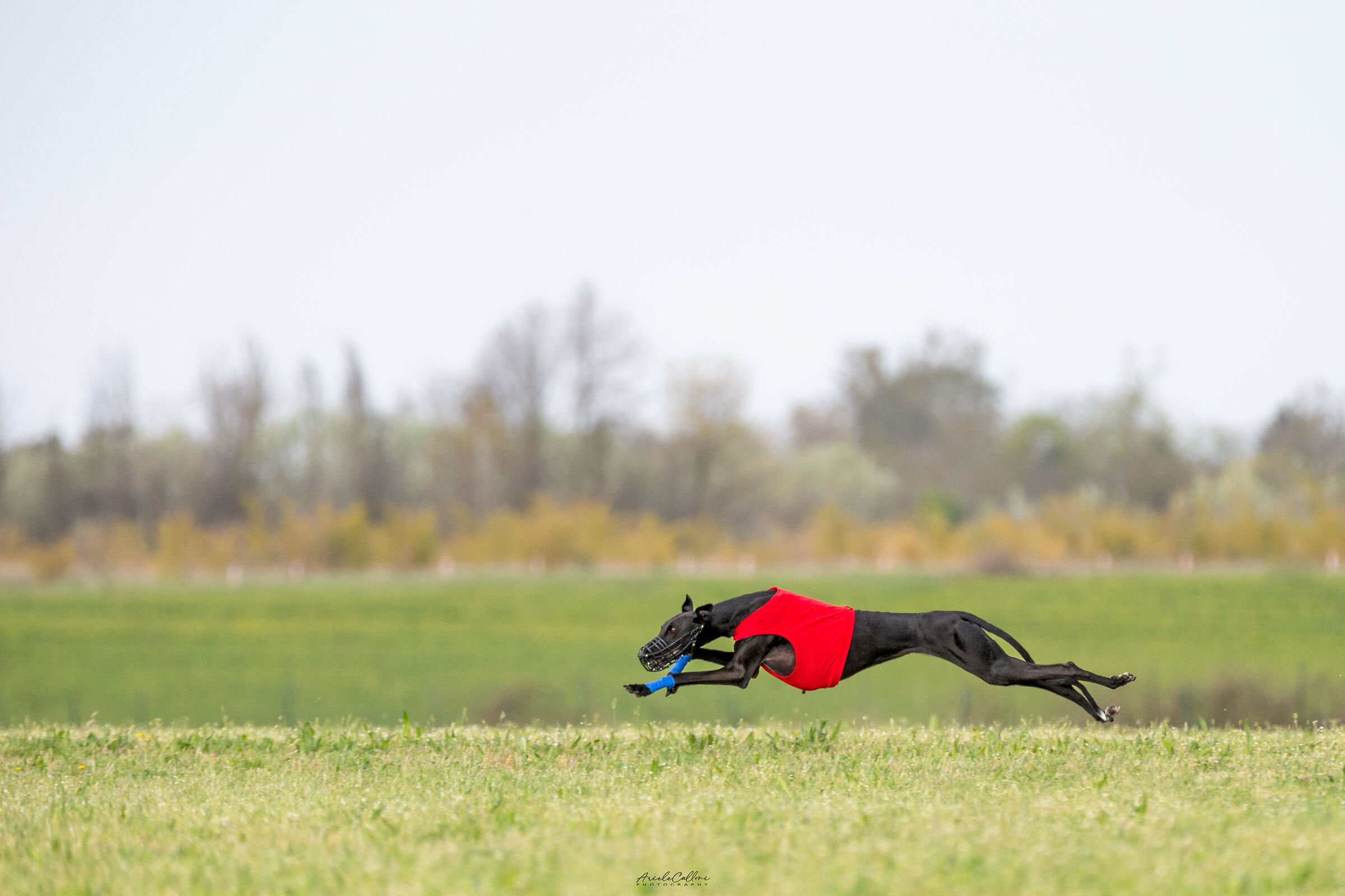 Galgo español nero in estensione