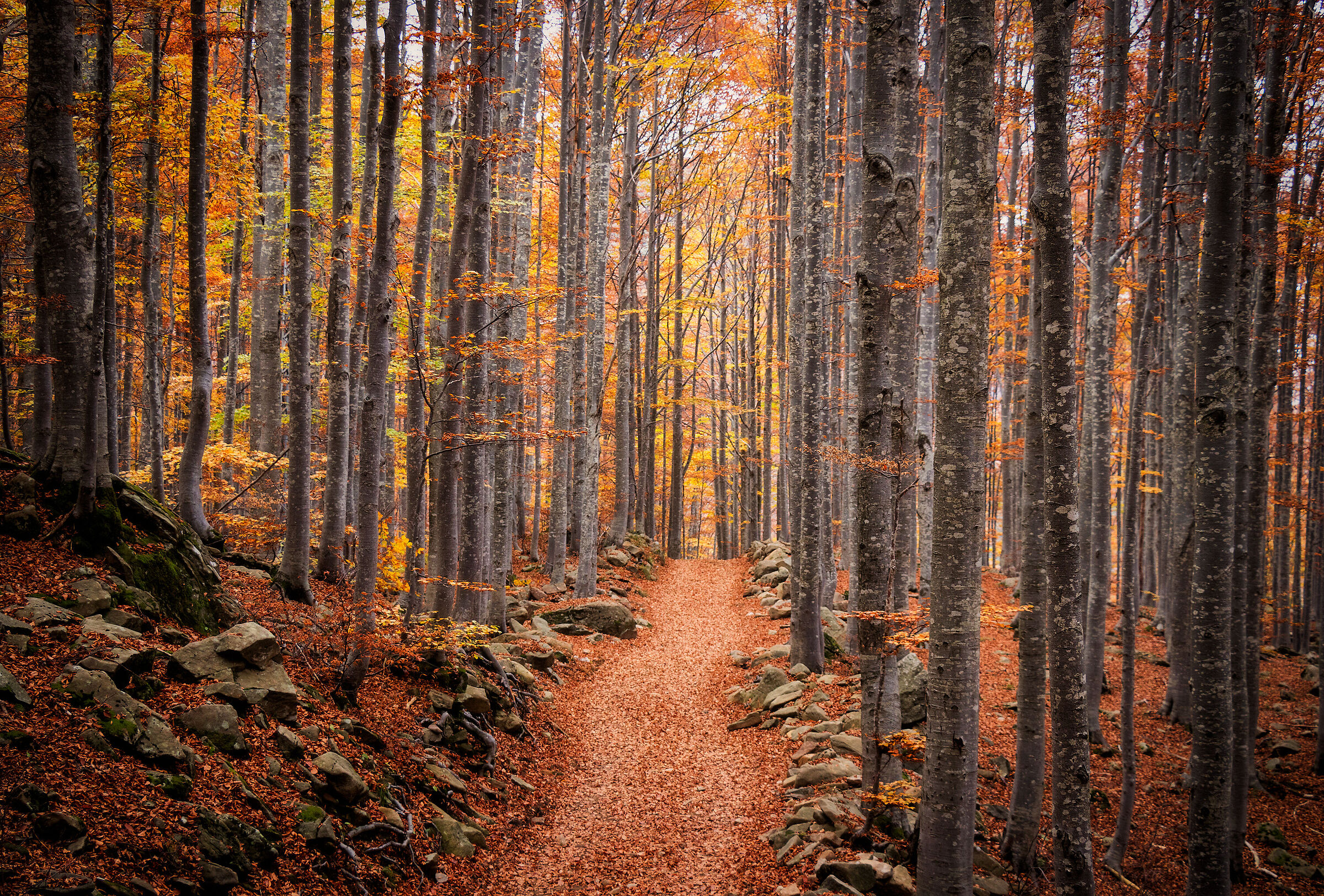 Camminare tra i colori