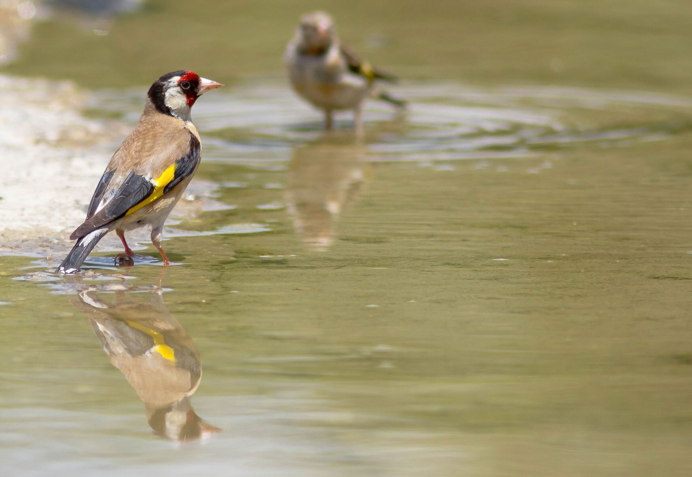 Another goldfinch