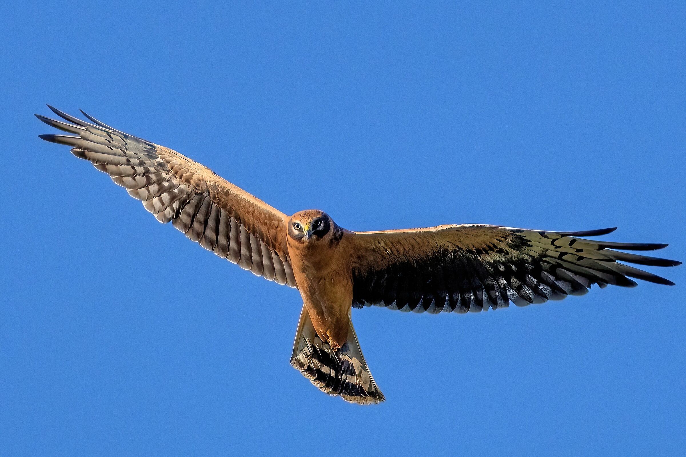 Pale harrier (Circus macrourus)