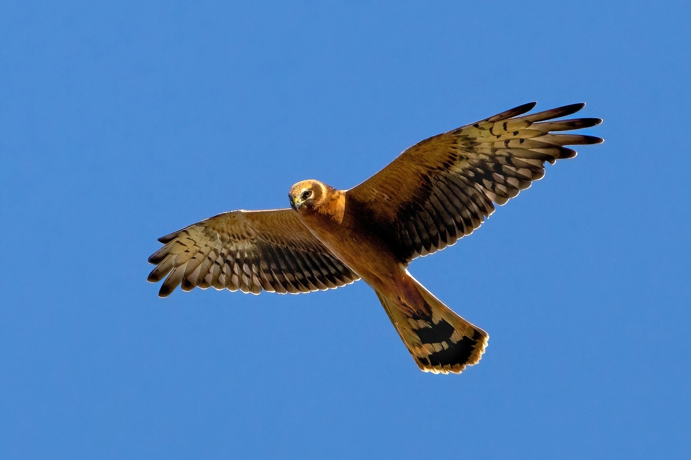 Pale harrier (Circus macrourus)