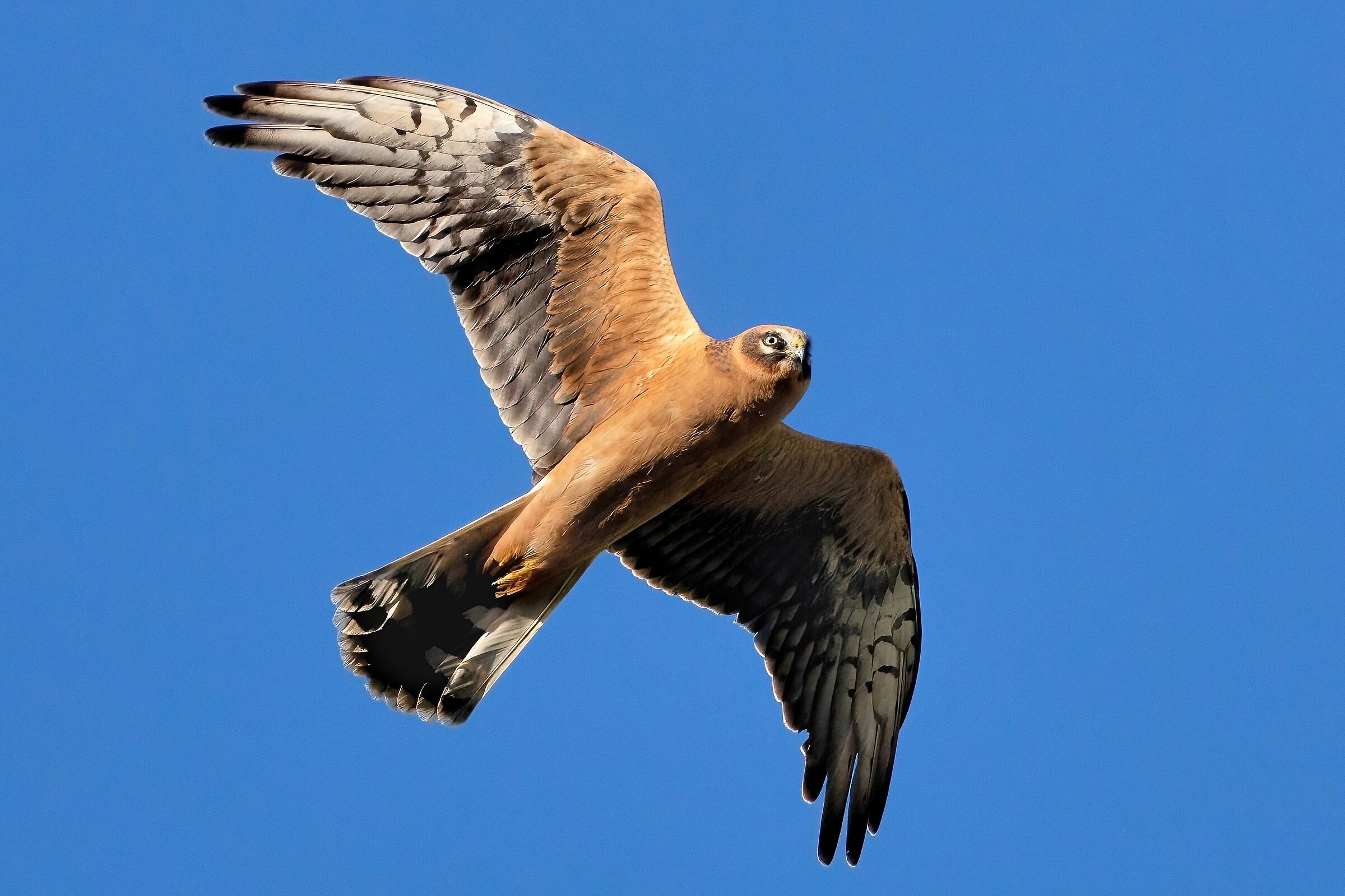 Pale harrier (Circus macrourus)
