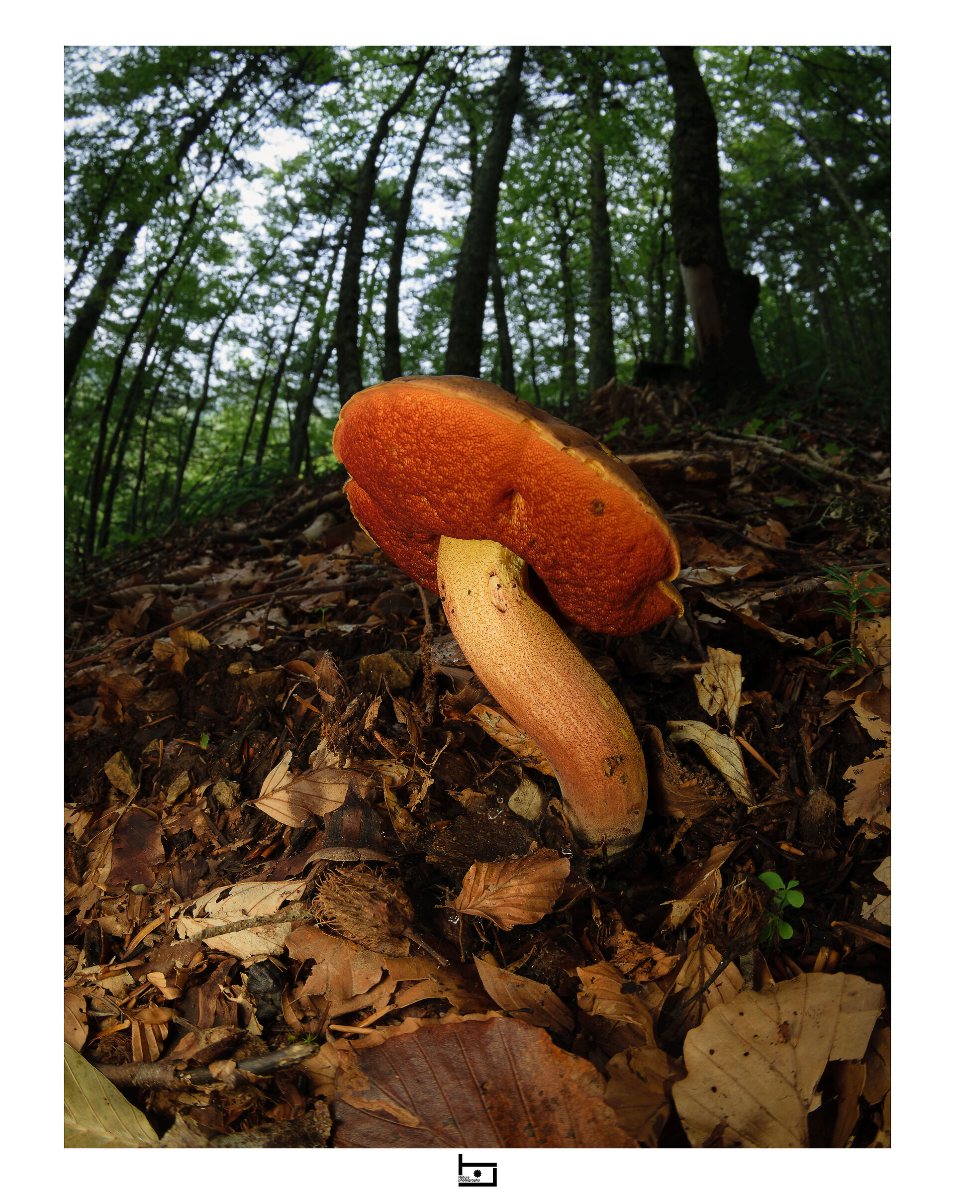 Immersi nel bosco - 3