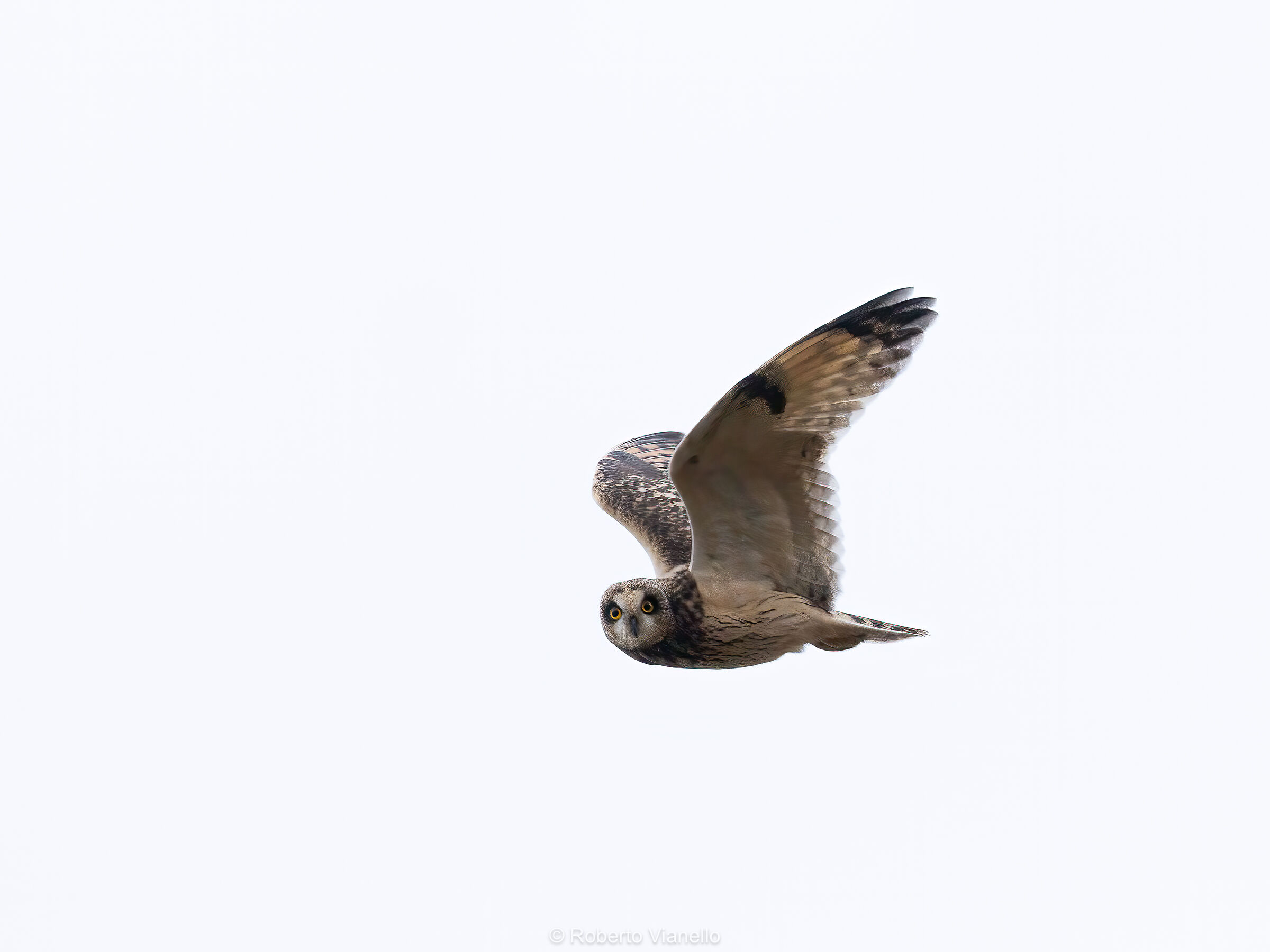 Short-eared Owl (Asio flammeus)