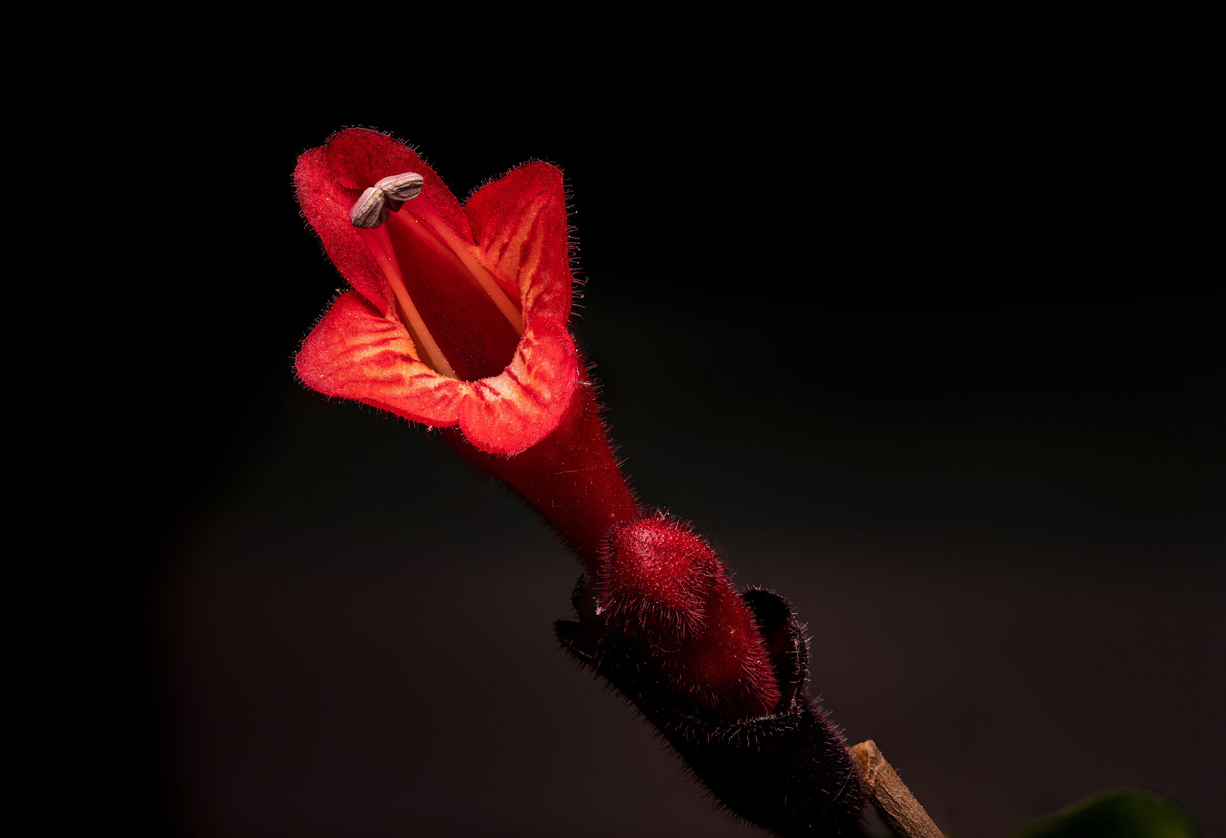 Aeschynantus Lobbianus - Fiore