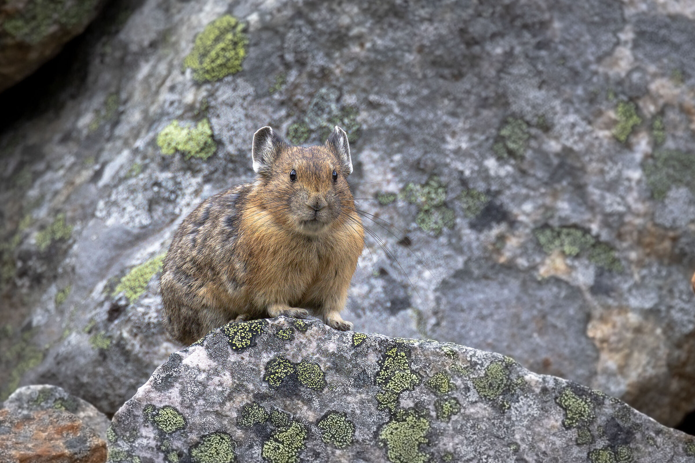 Pica americano (Ochotona princeps)