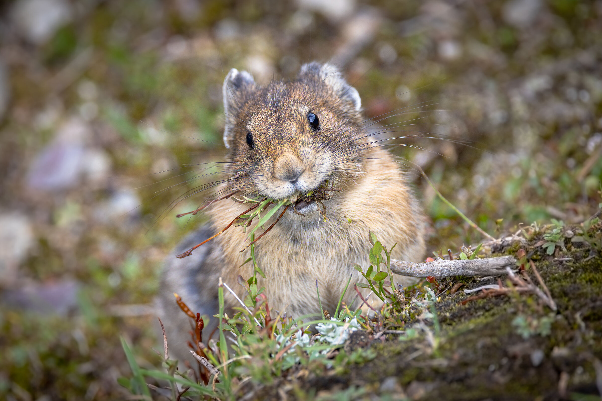 Pica americano (Ochotona princeps)