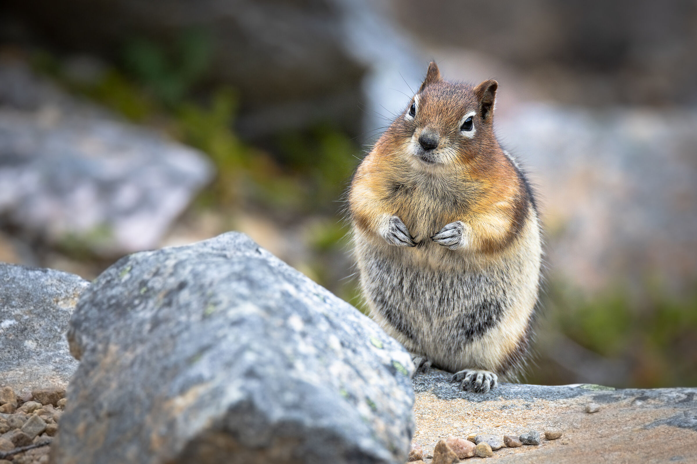 Citello dal mantello dorato Callospermophilus lateralis