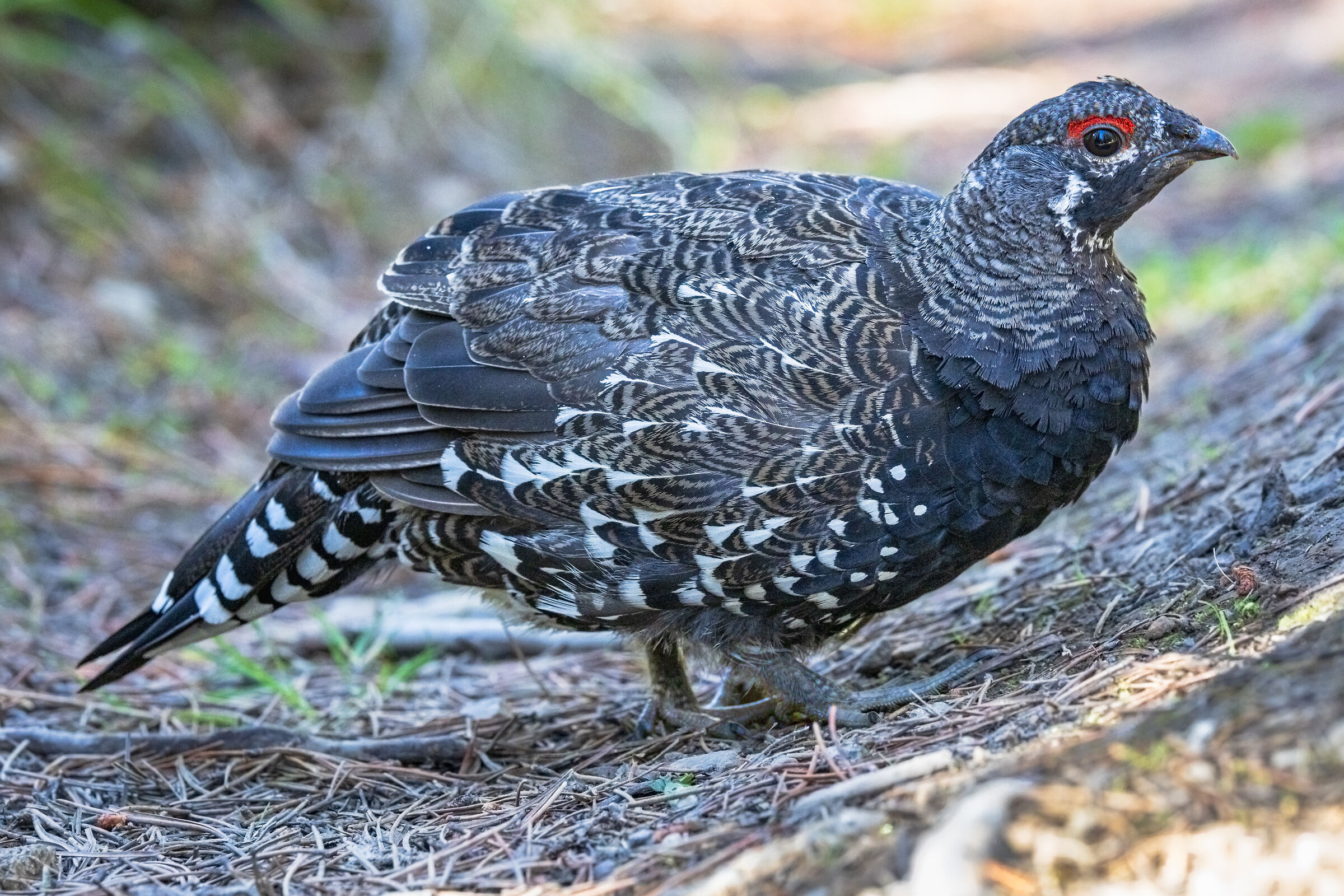 Pernice coda bianca (Lagopus leucura)