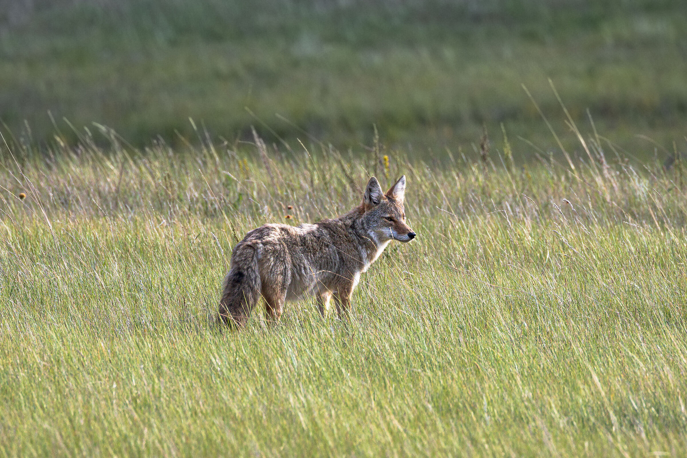 Coyote (Canis latrans)