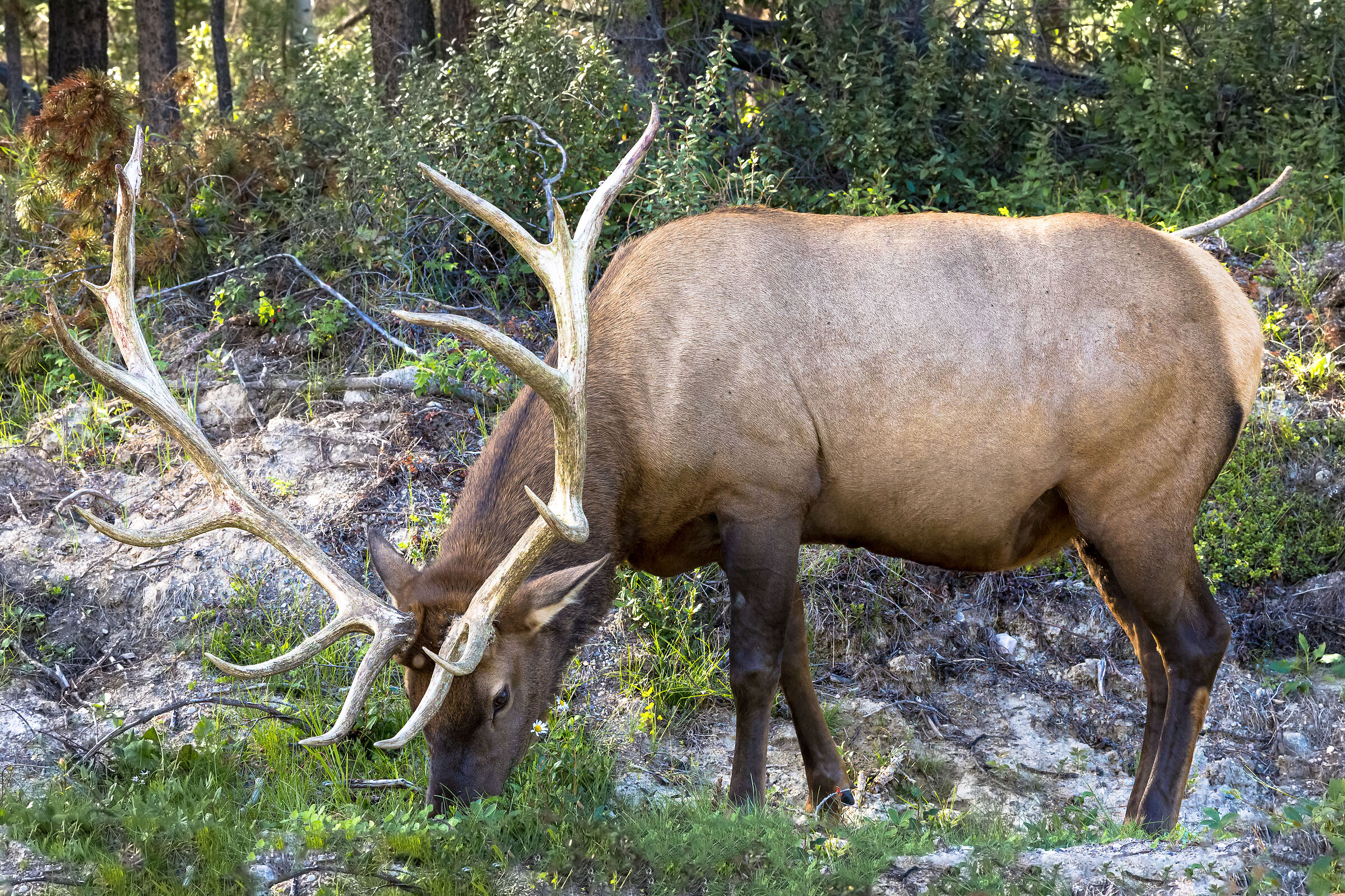 Wapiti (Cervus canadensis)