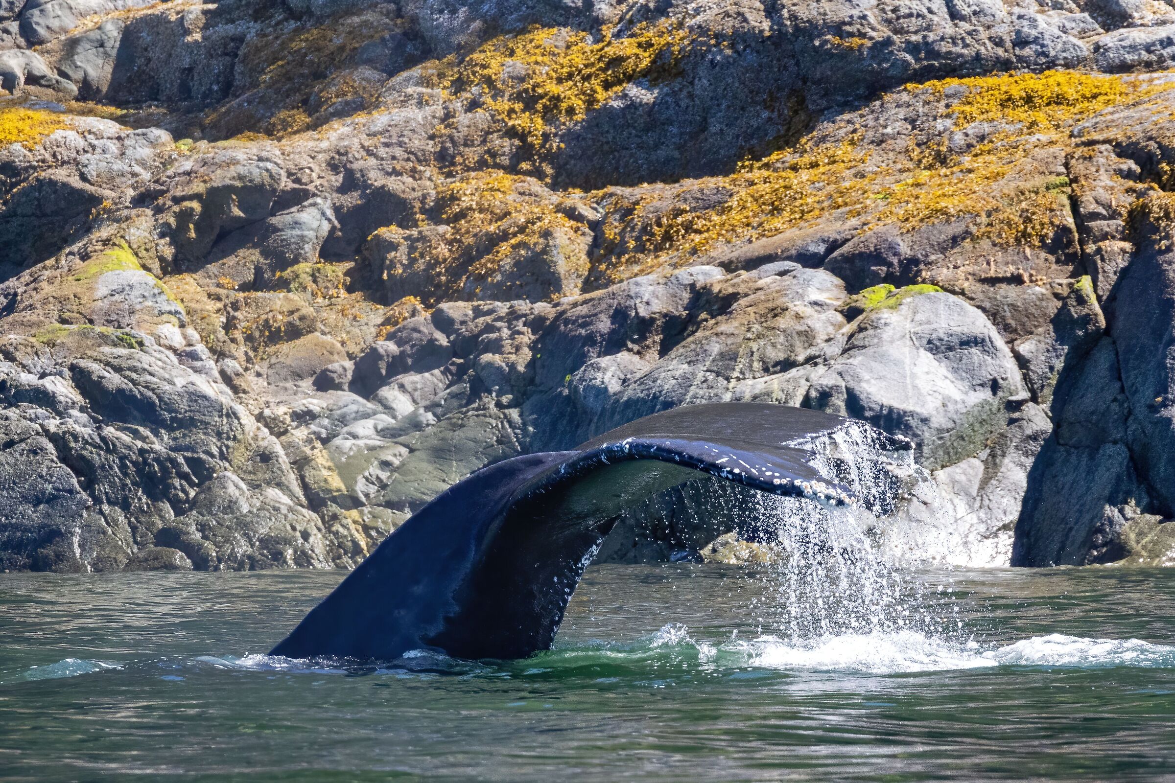 Humpback whales (Megaptera novaeangliae)