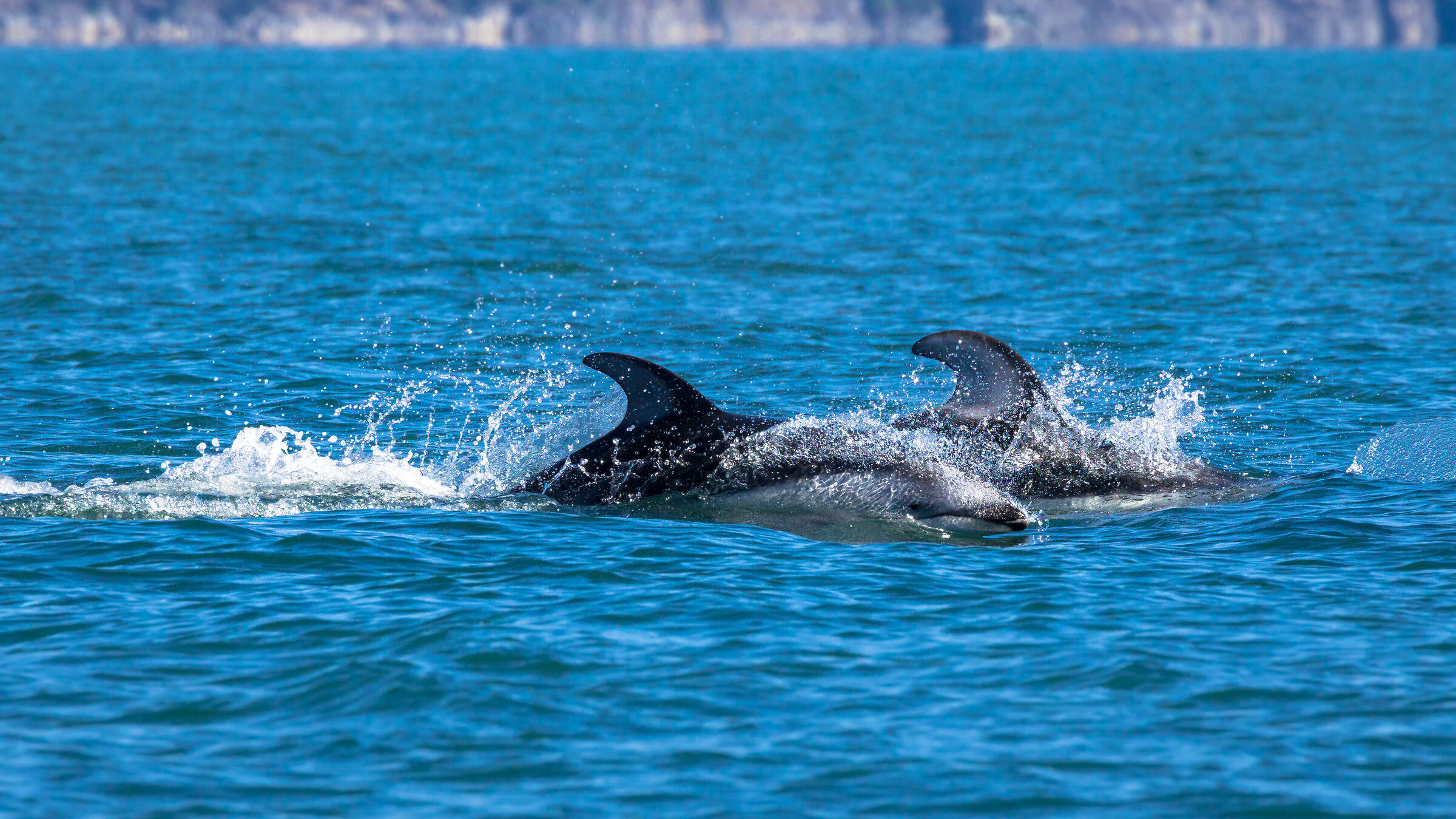White-sided dolphin (Lagenorhynchus obliquidens)