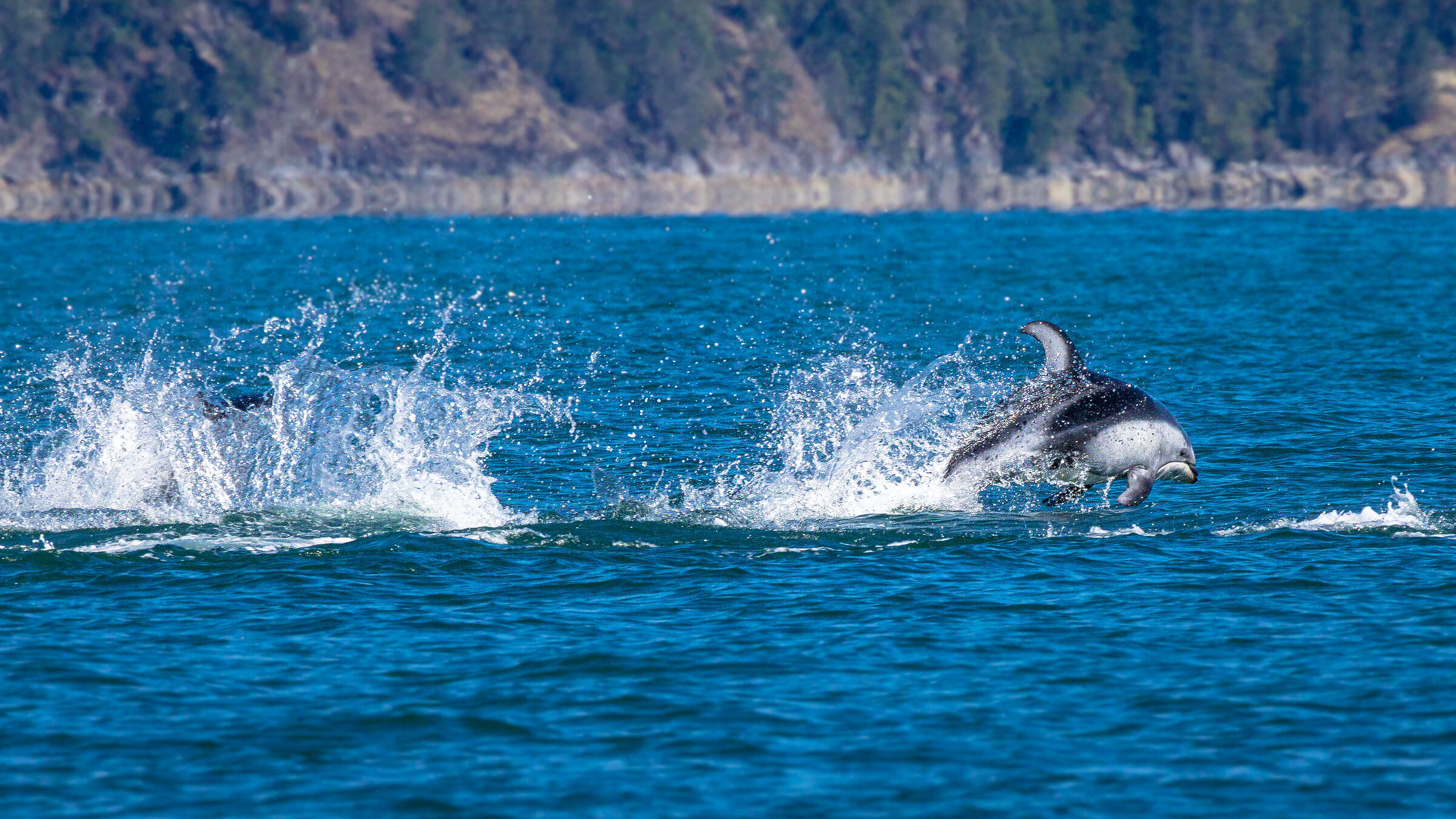 Delfino dal lato bianco (Lagenorhynchus obliquidens)