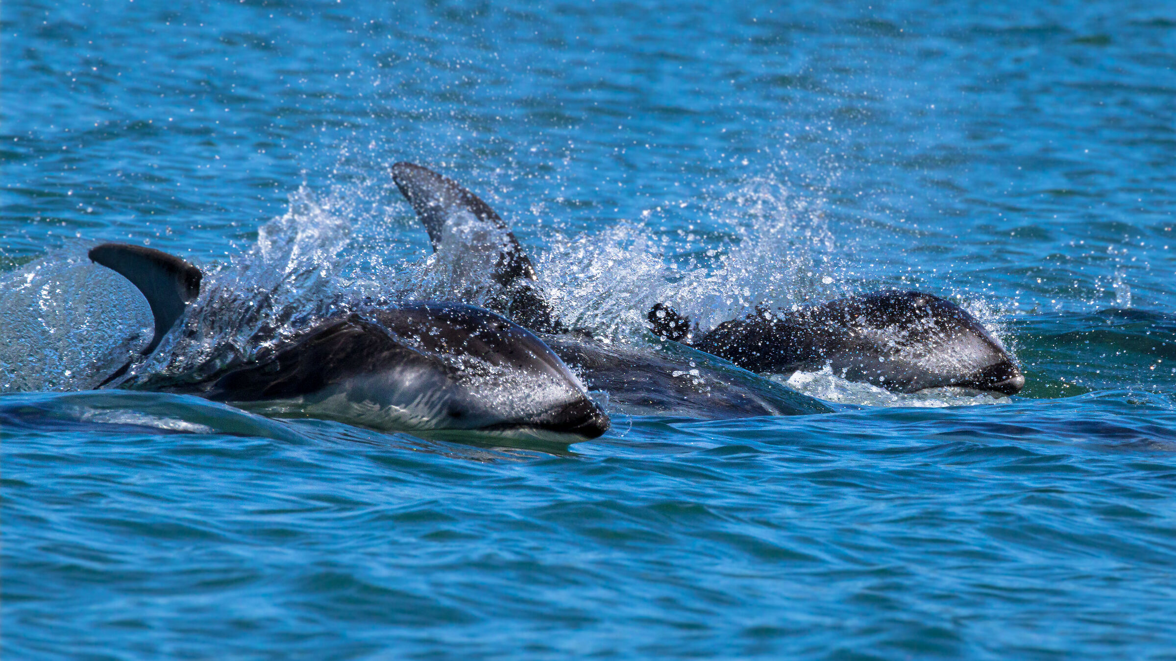White-sided dolphin (Lagenorhynchus obliquidens)