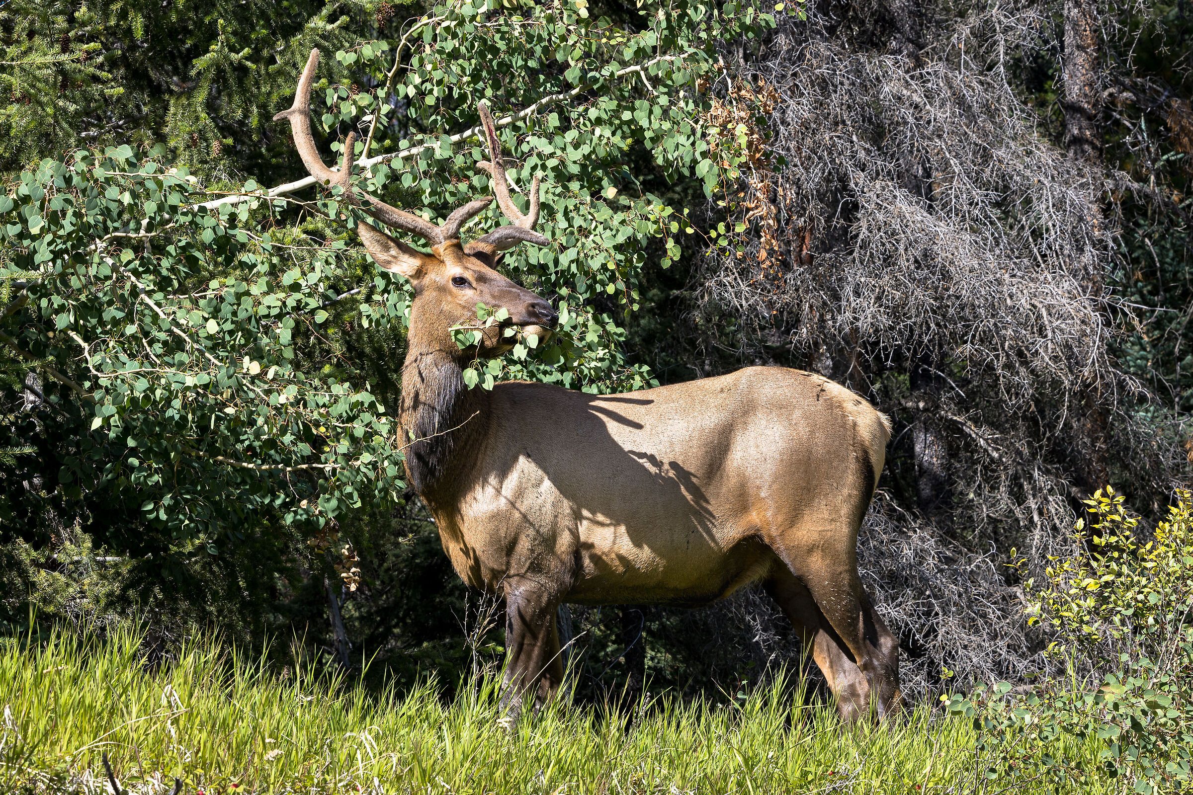 Wapiti (Cervus canadensis)