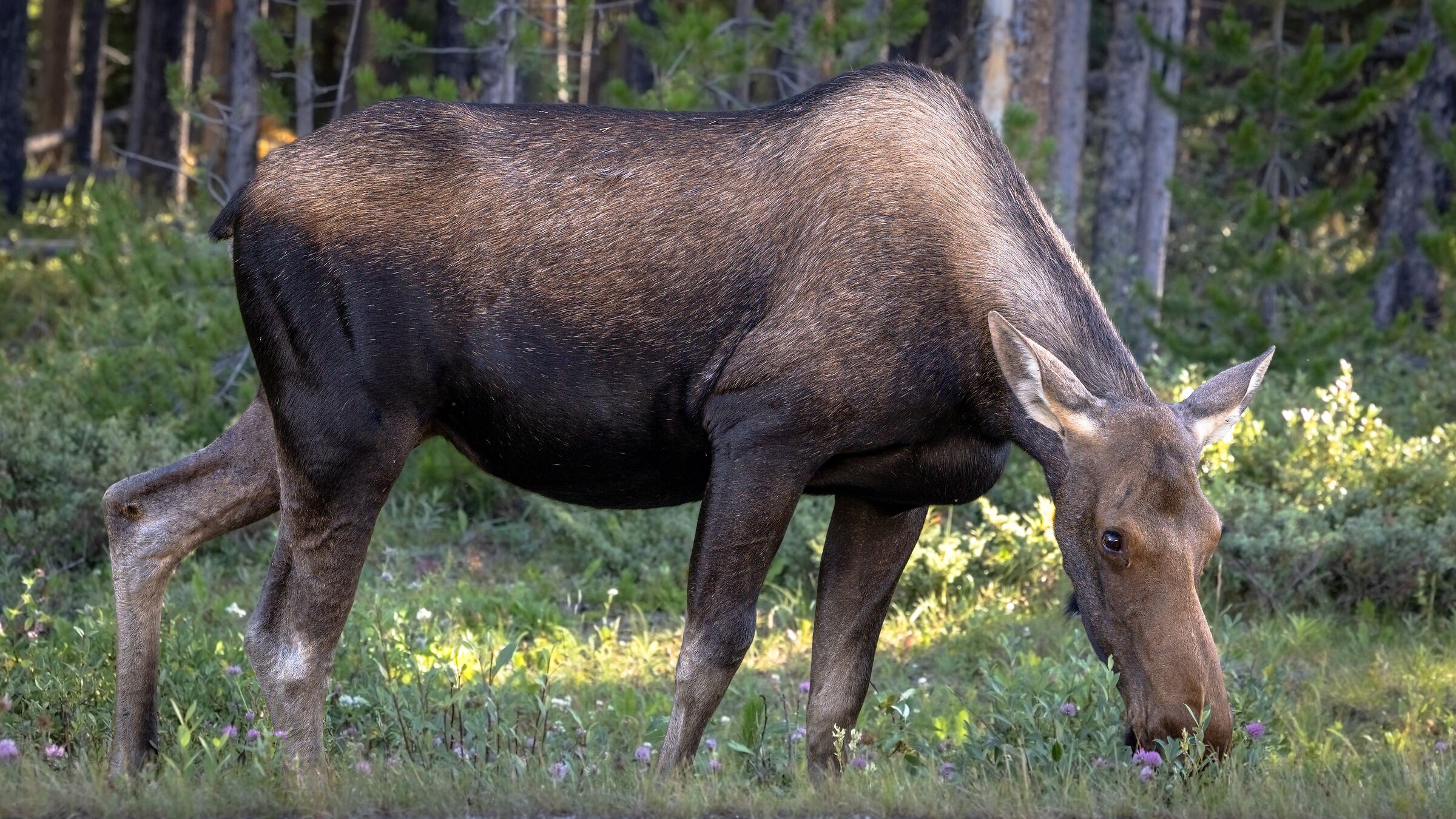 Moose (Alces alces)