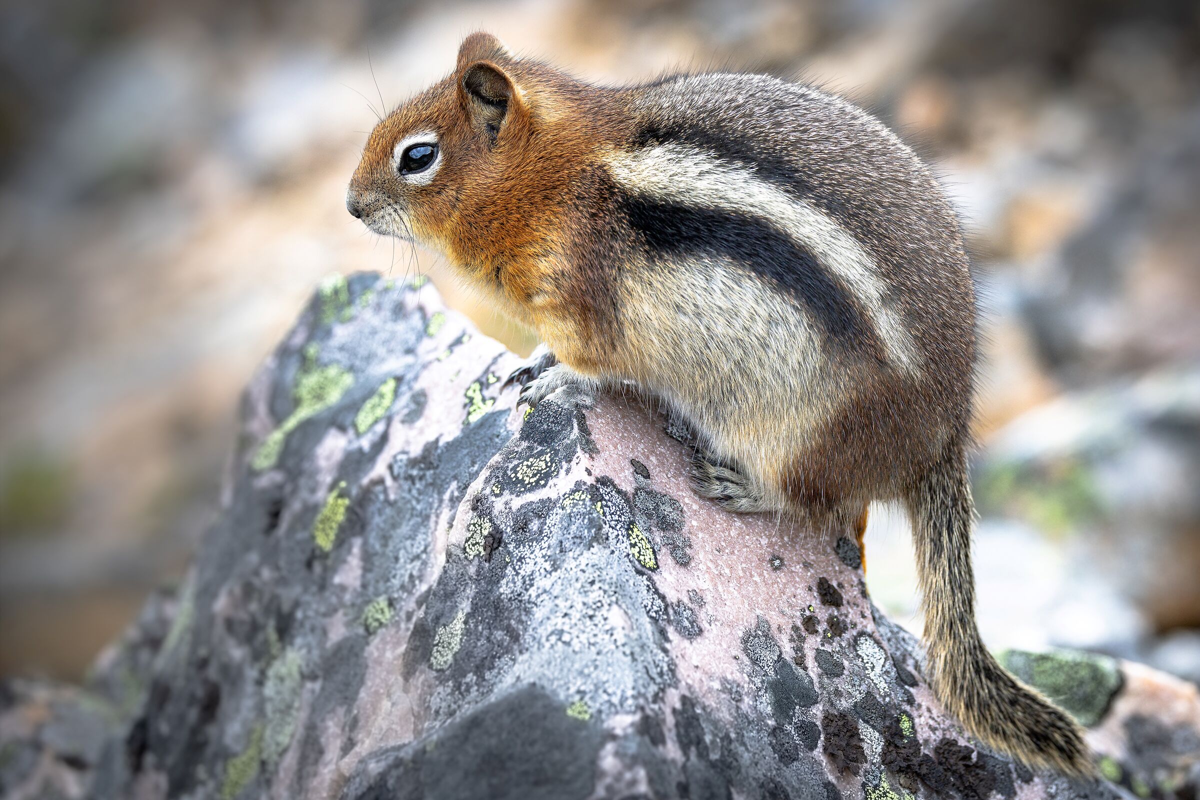 Citello dal mantello dorato Callospermophilus lateralis