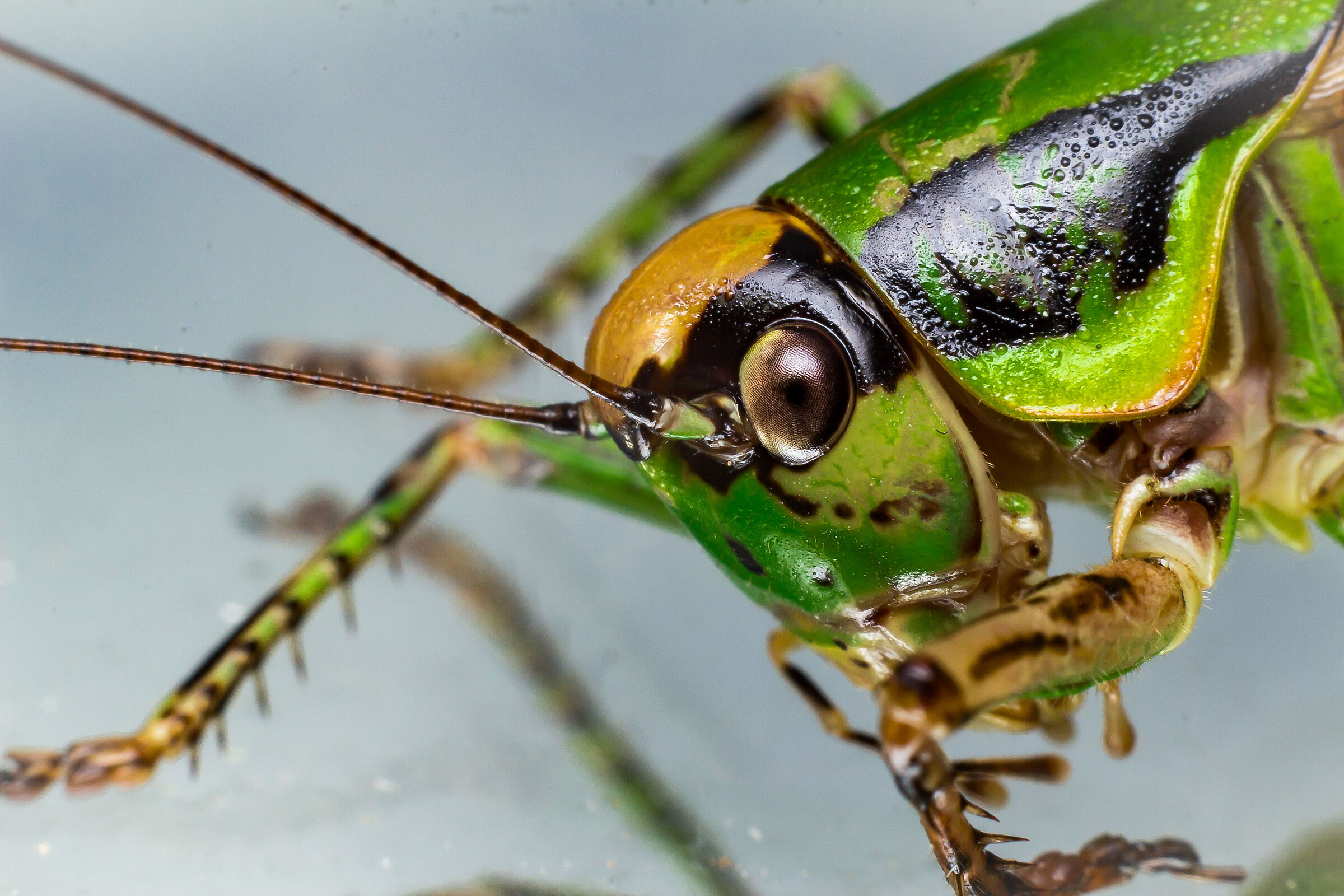 Eupholidoptera chabrieri