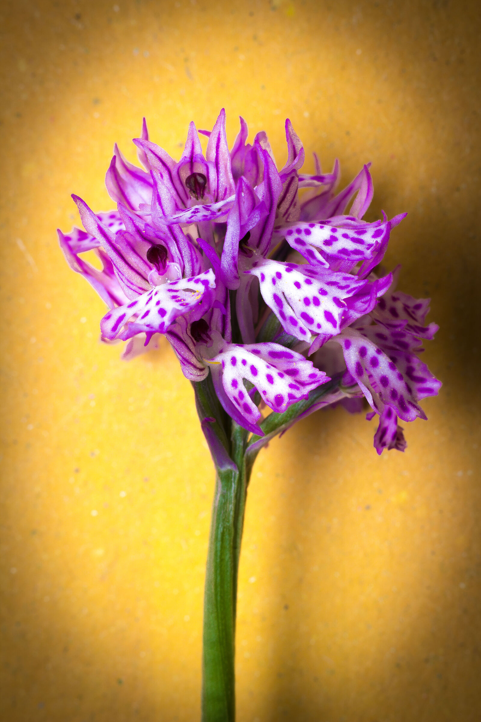 orchidea selvatica