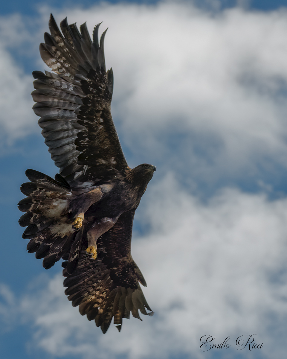 golden eagle Italian Alps