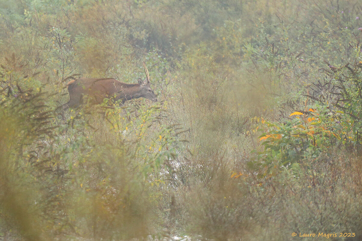 Inseguendo l'autunno