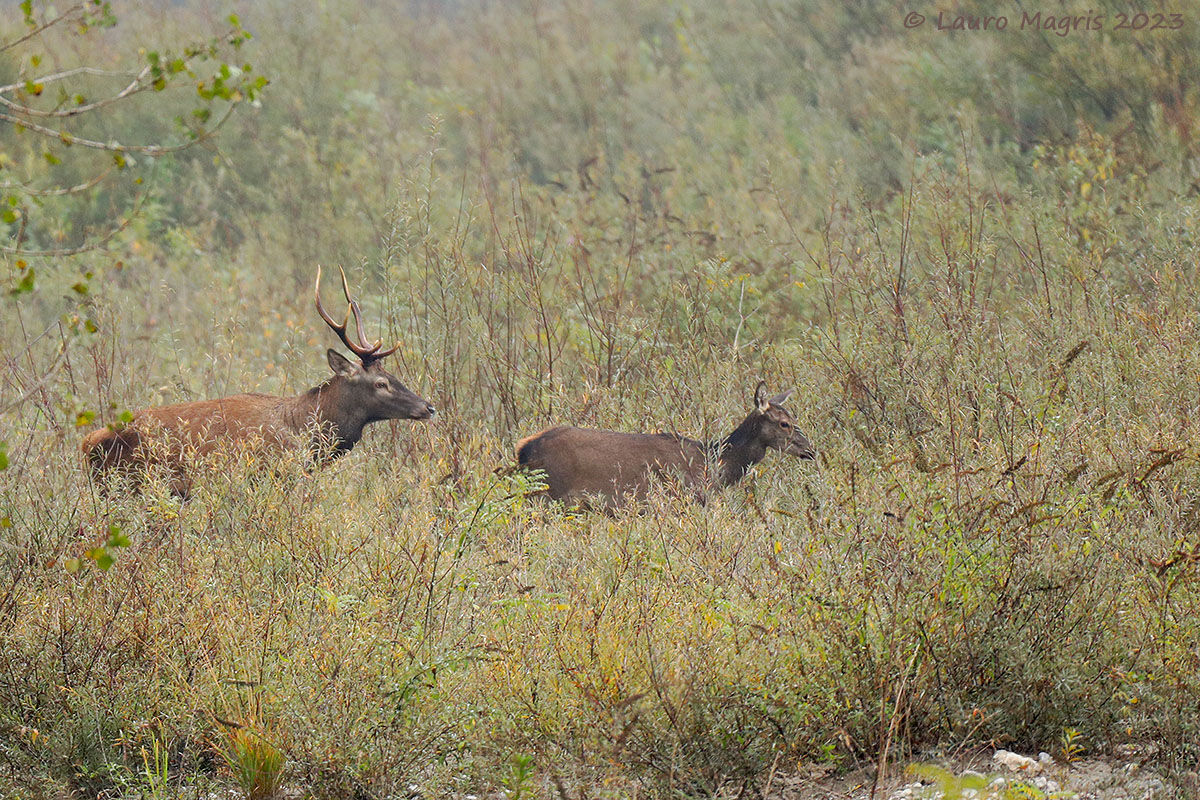La guardia del corpo