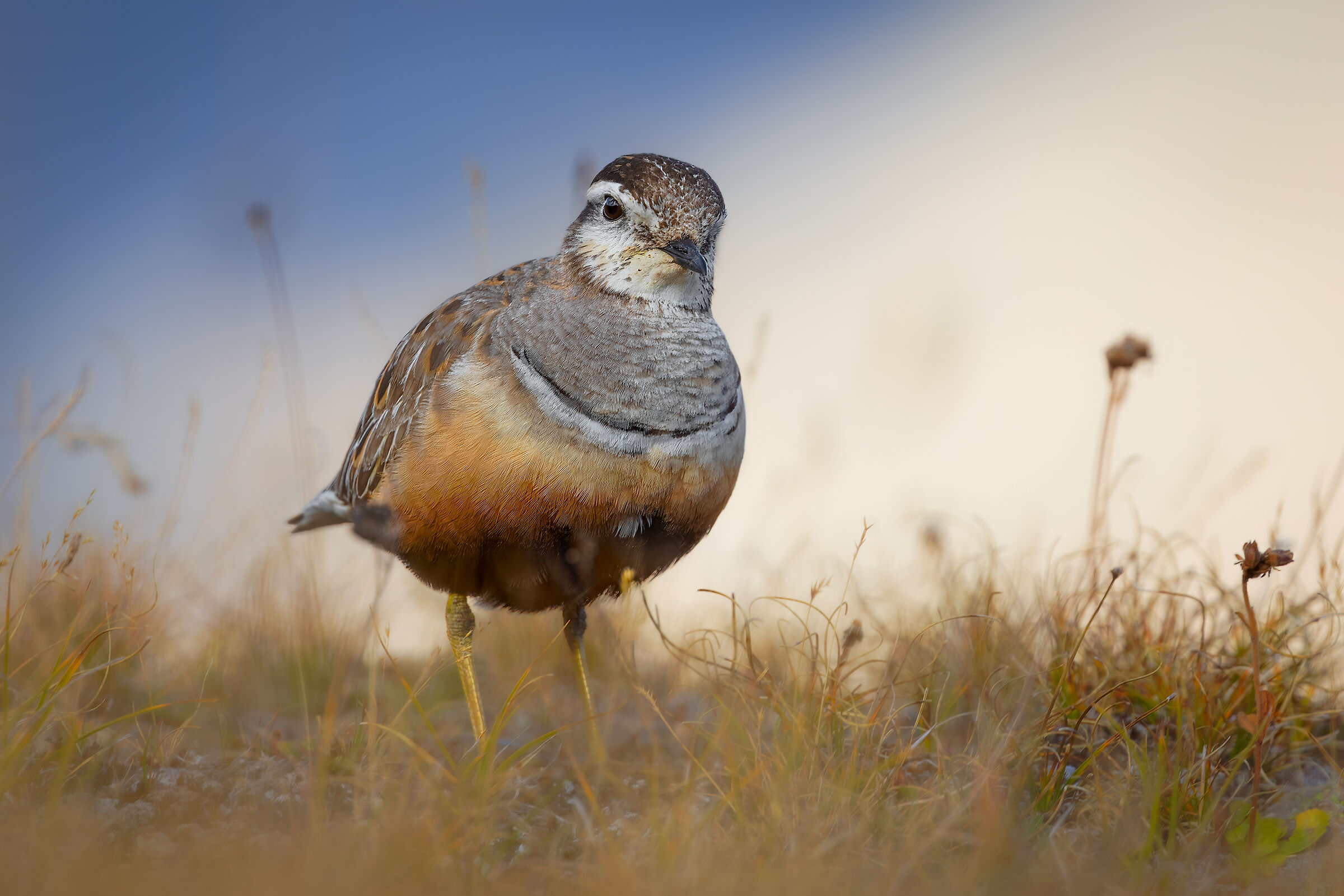 Tundra alpina