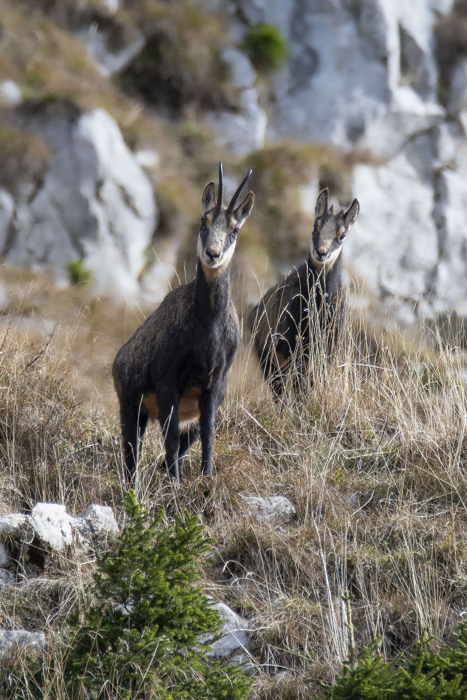 Chamois with small