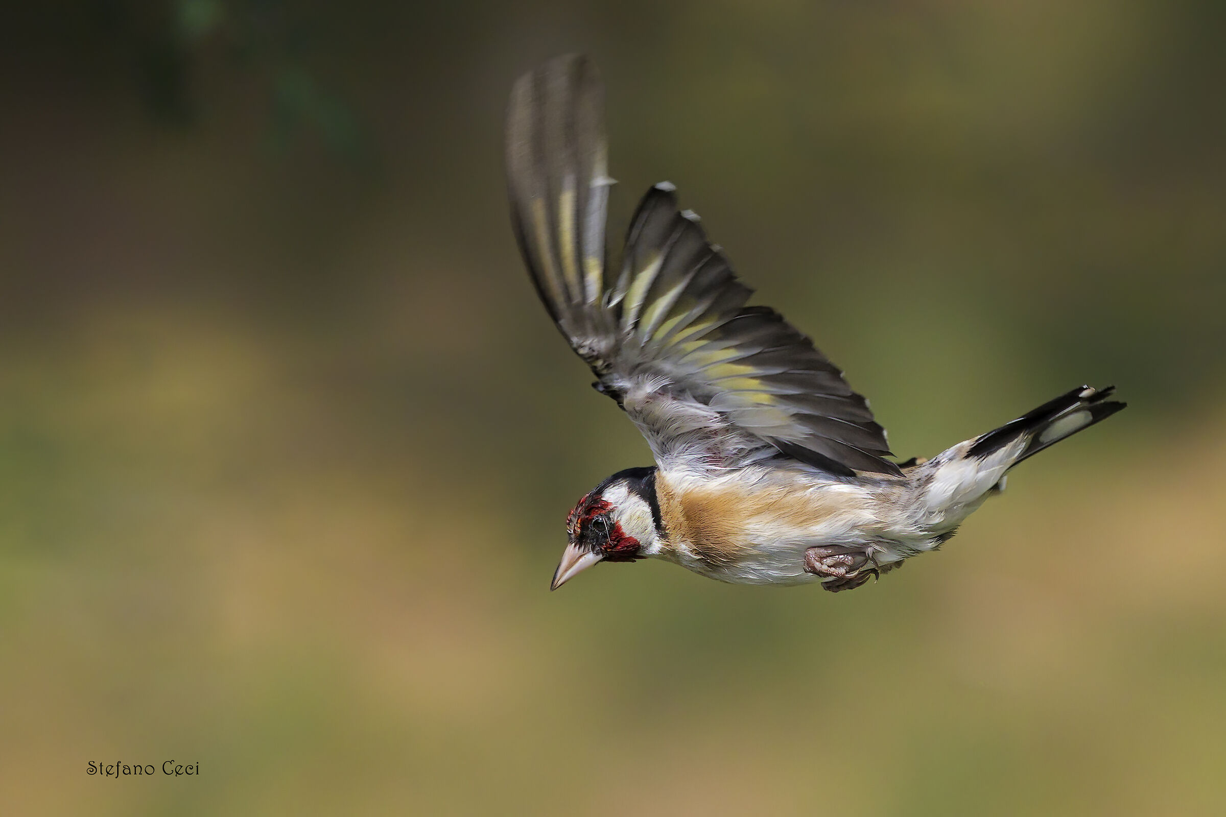Cardellino in volo