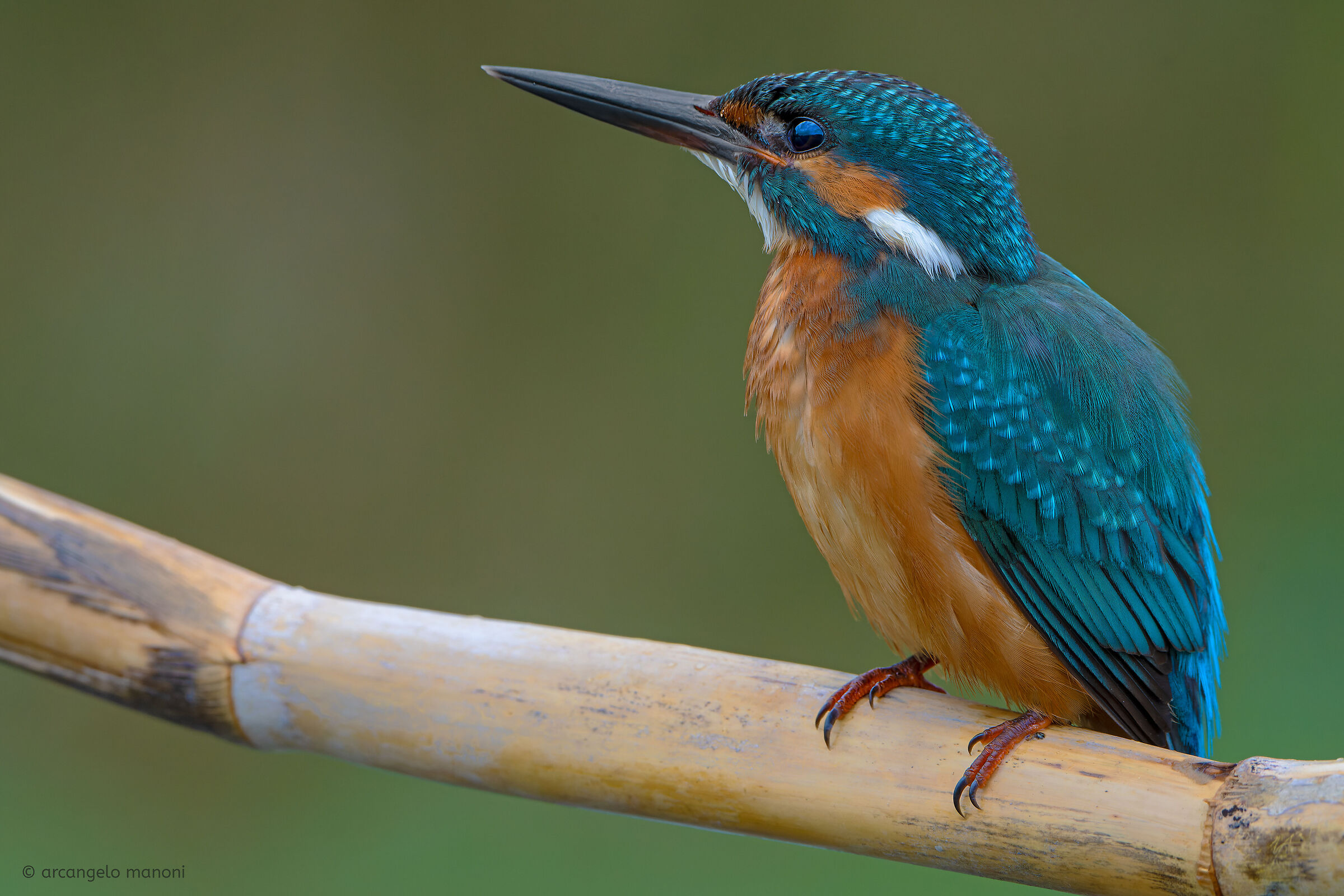 Alcedo atthis