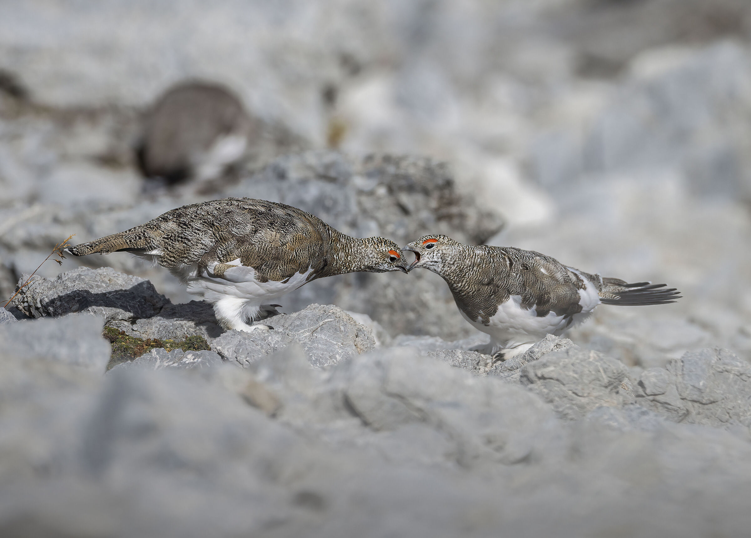 Partridge squabble