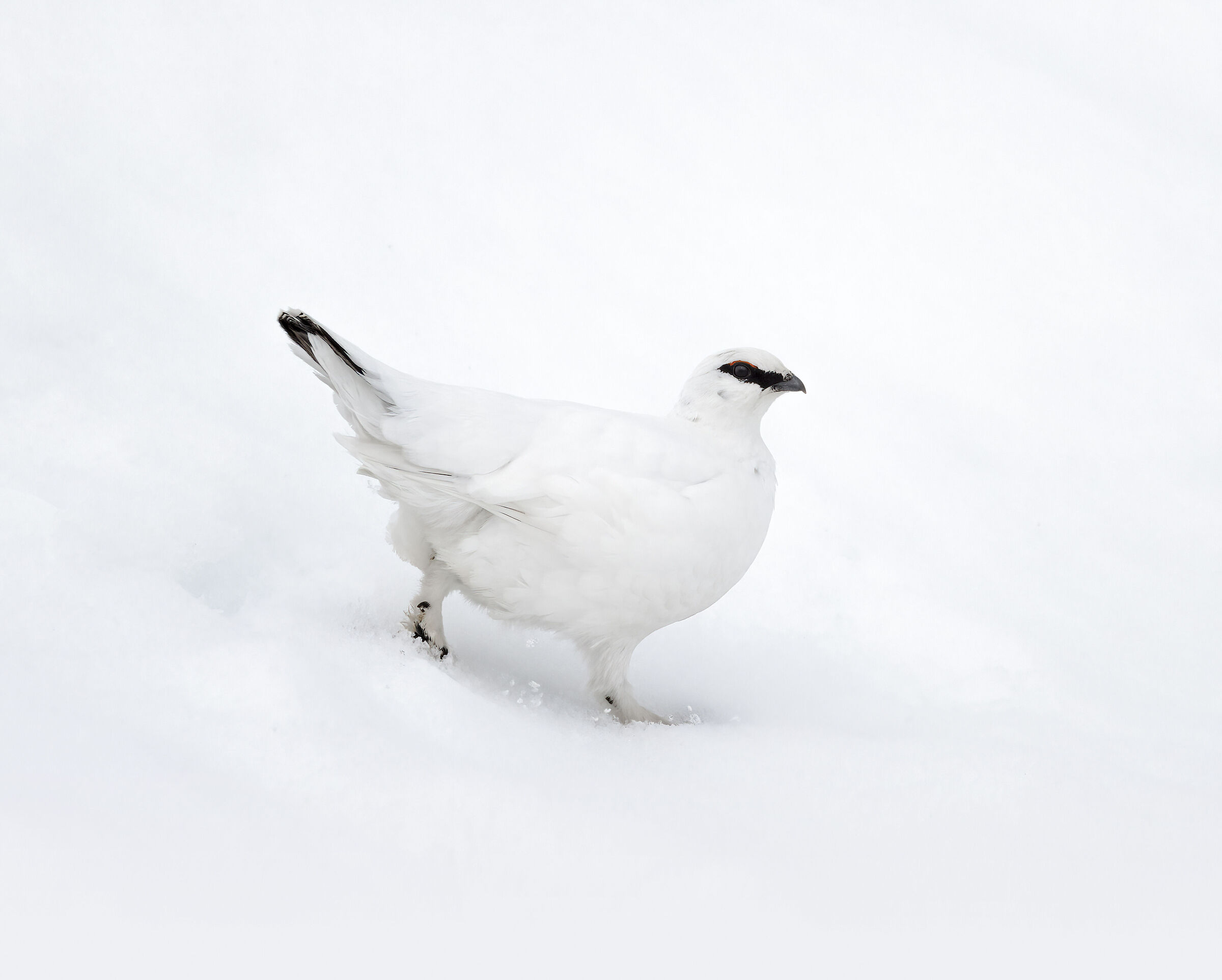 Walking in the snow