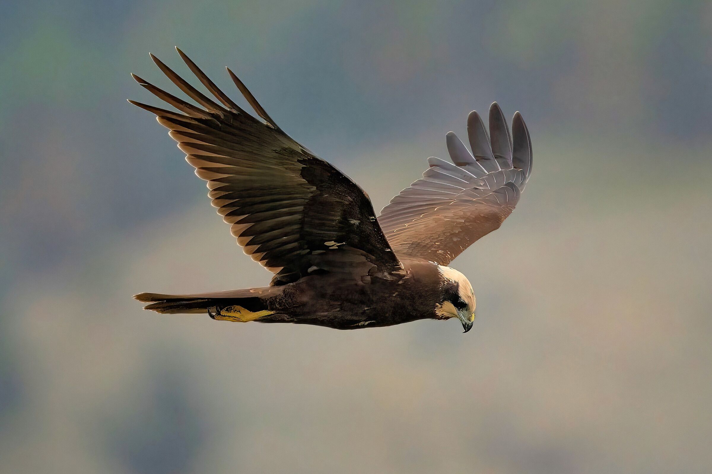 Falco di palude (Circus aeruginosus)