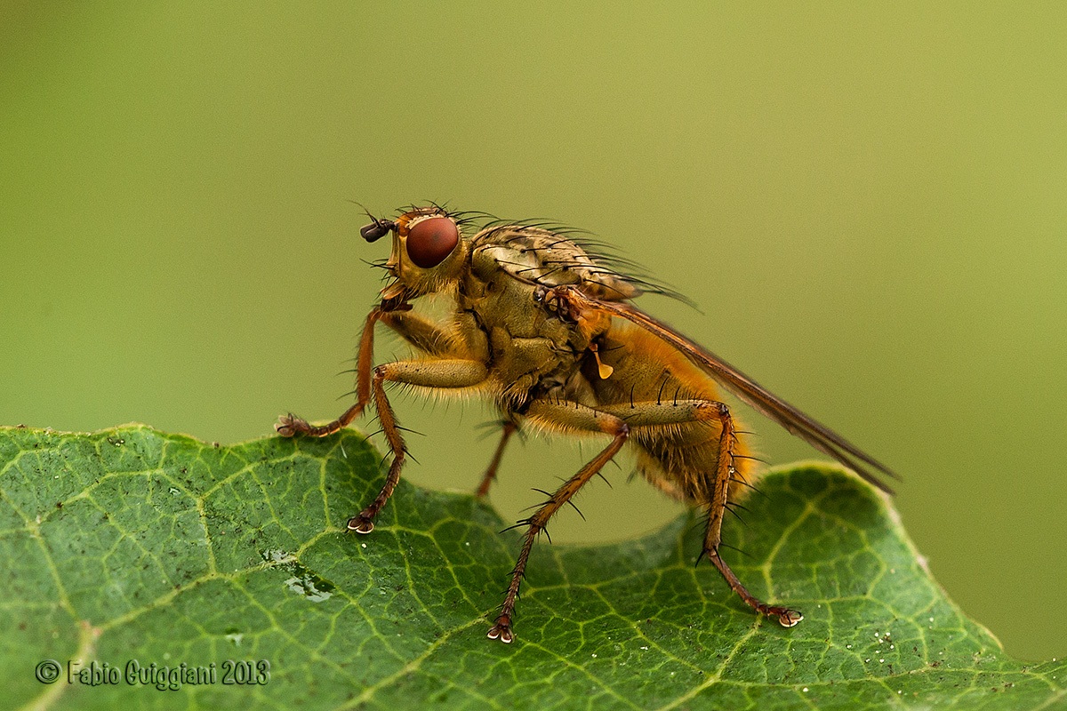 Scathophaga stercoraria