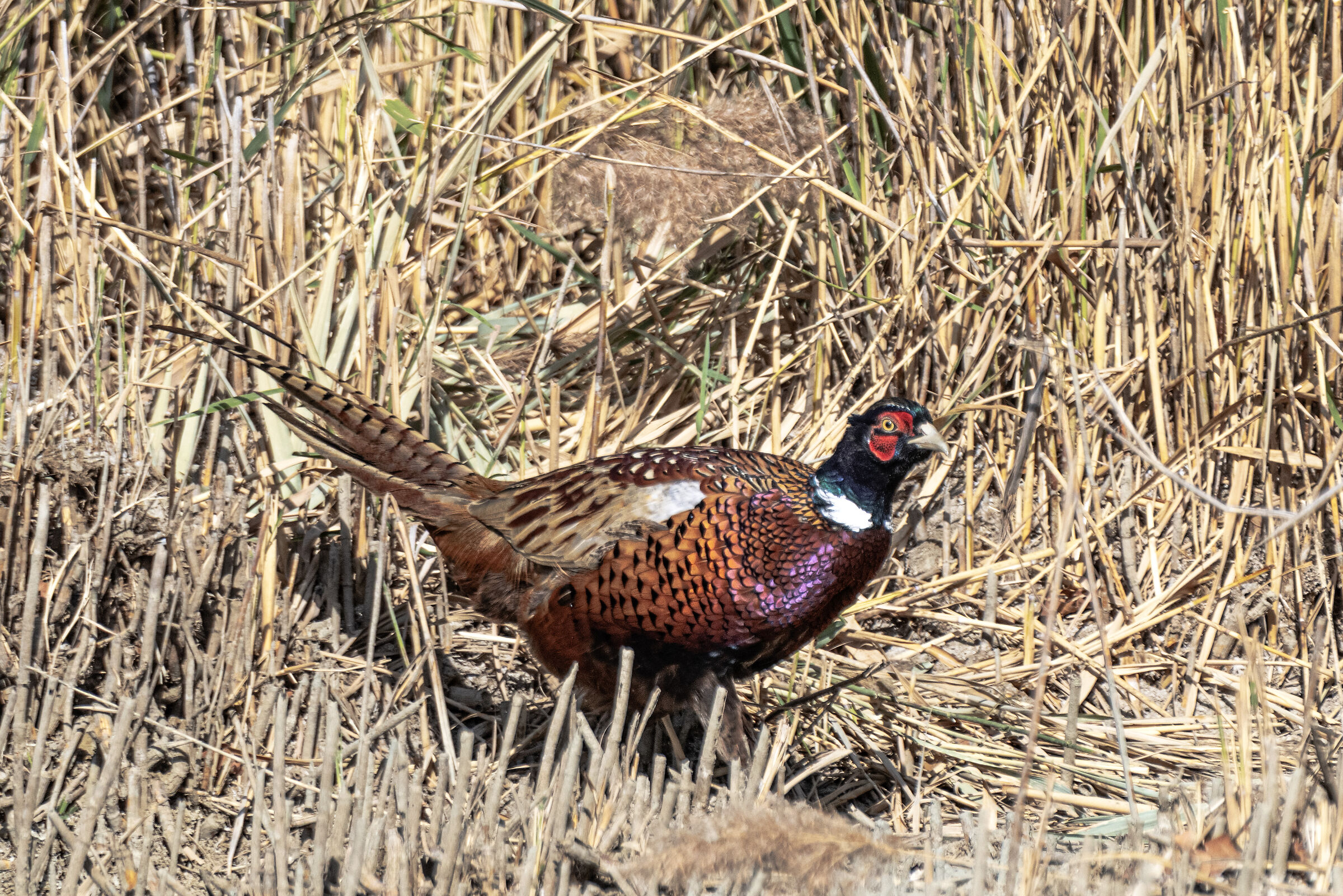 Pheasant