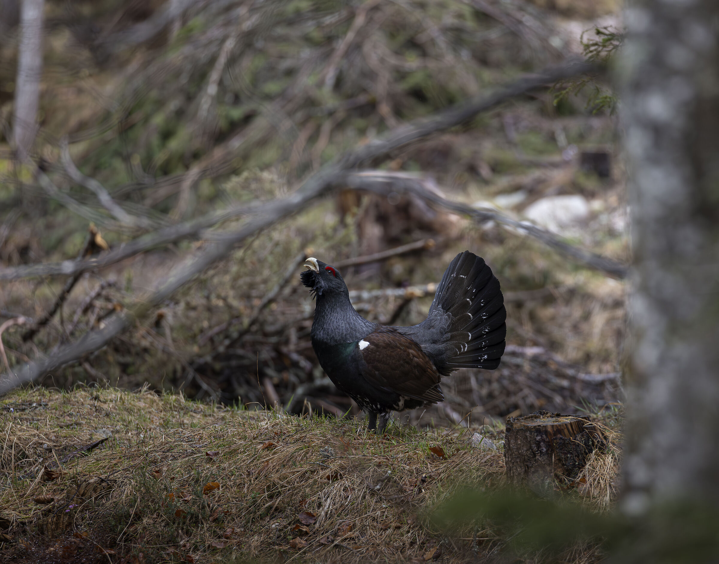 Wonderful presences in the woods