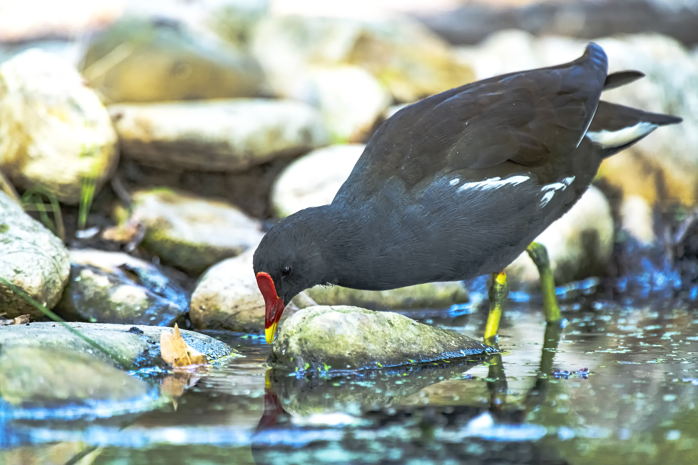 Moorhen in groundbait