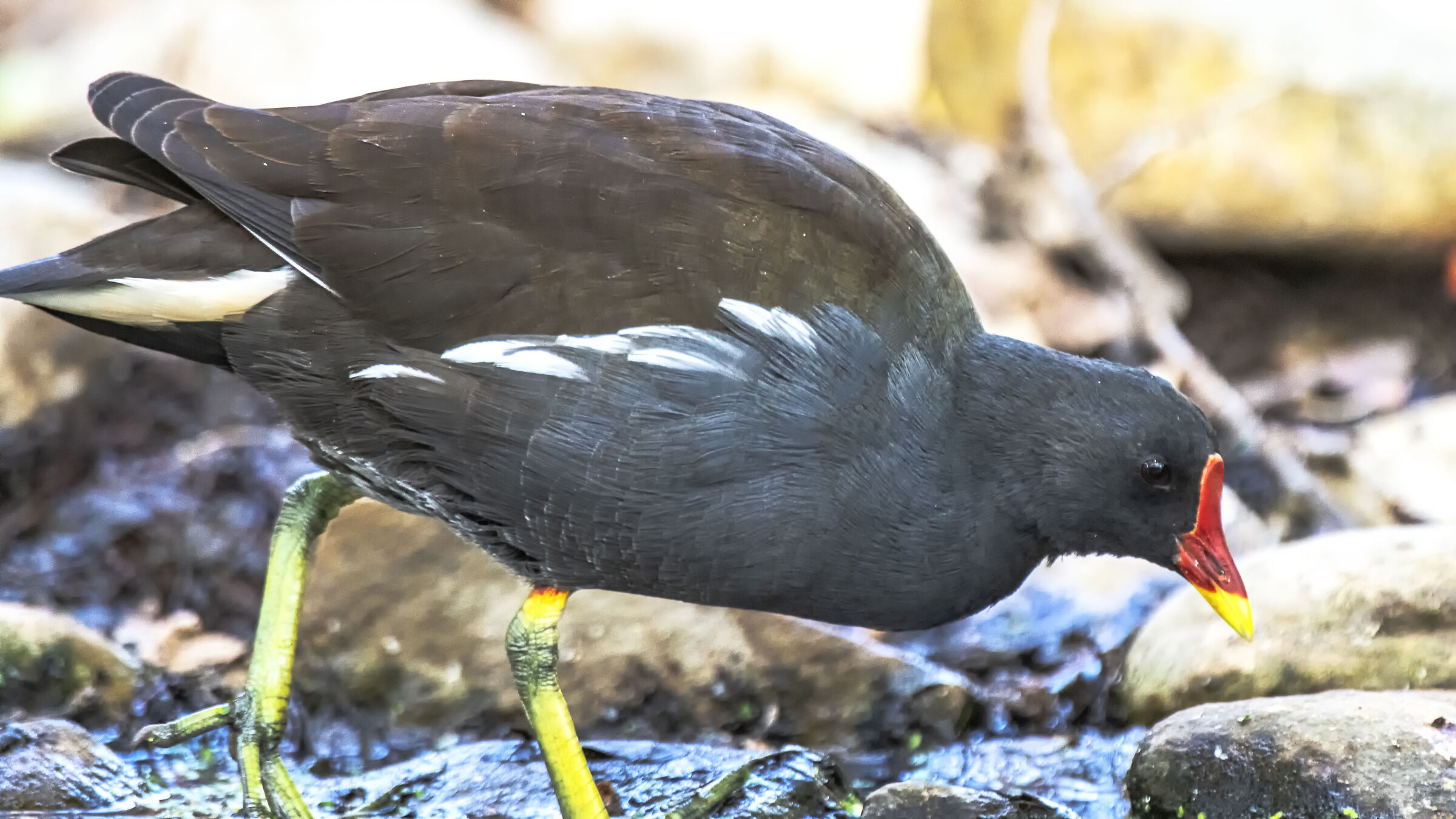 Moorhen