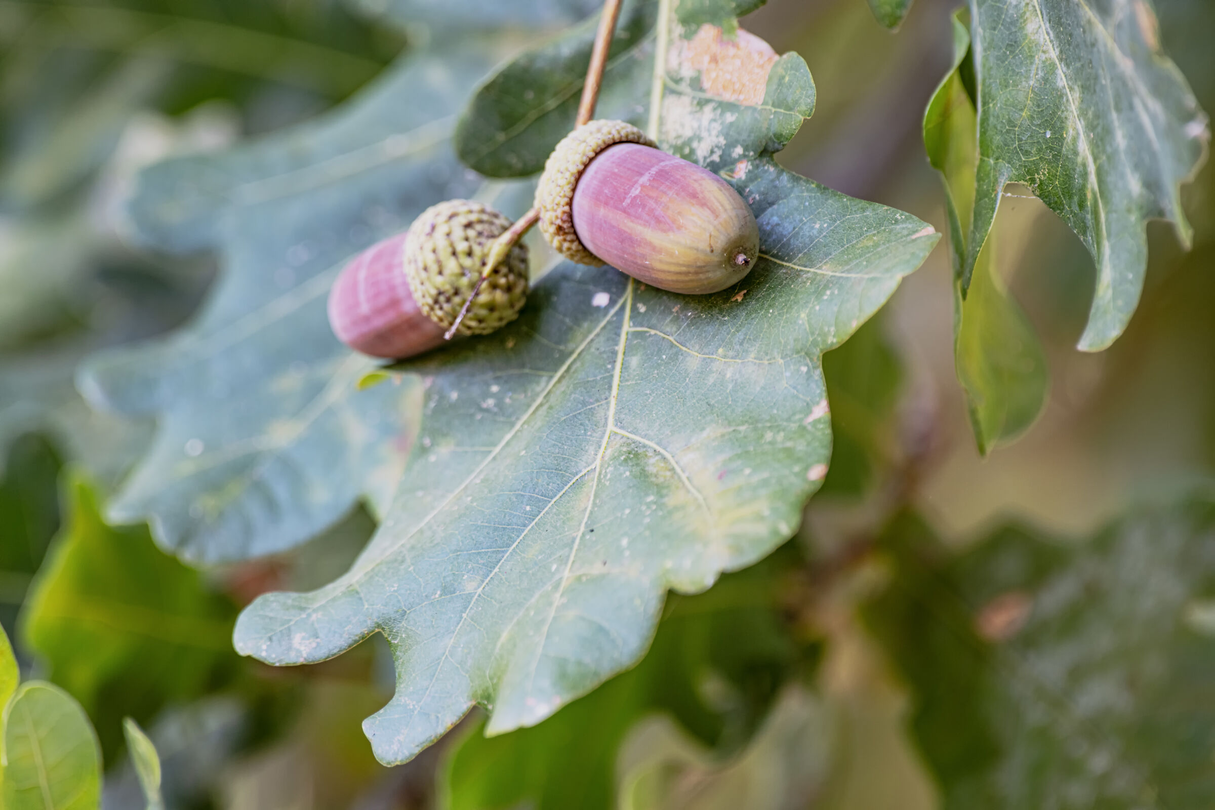 Acorns in nature