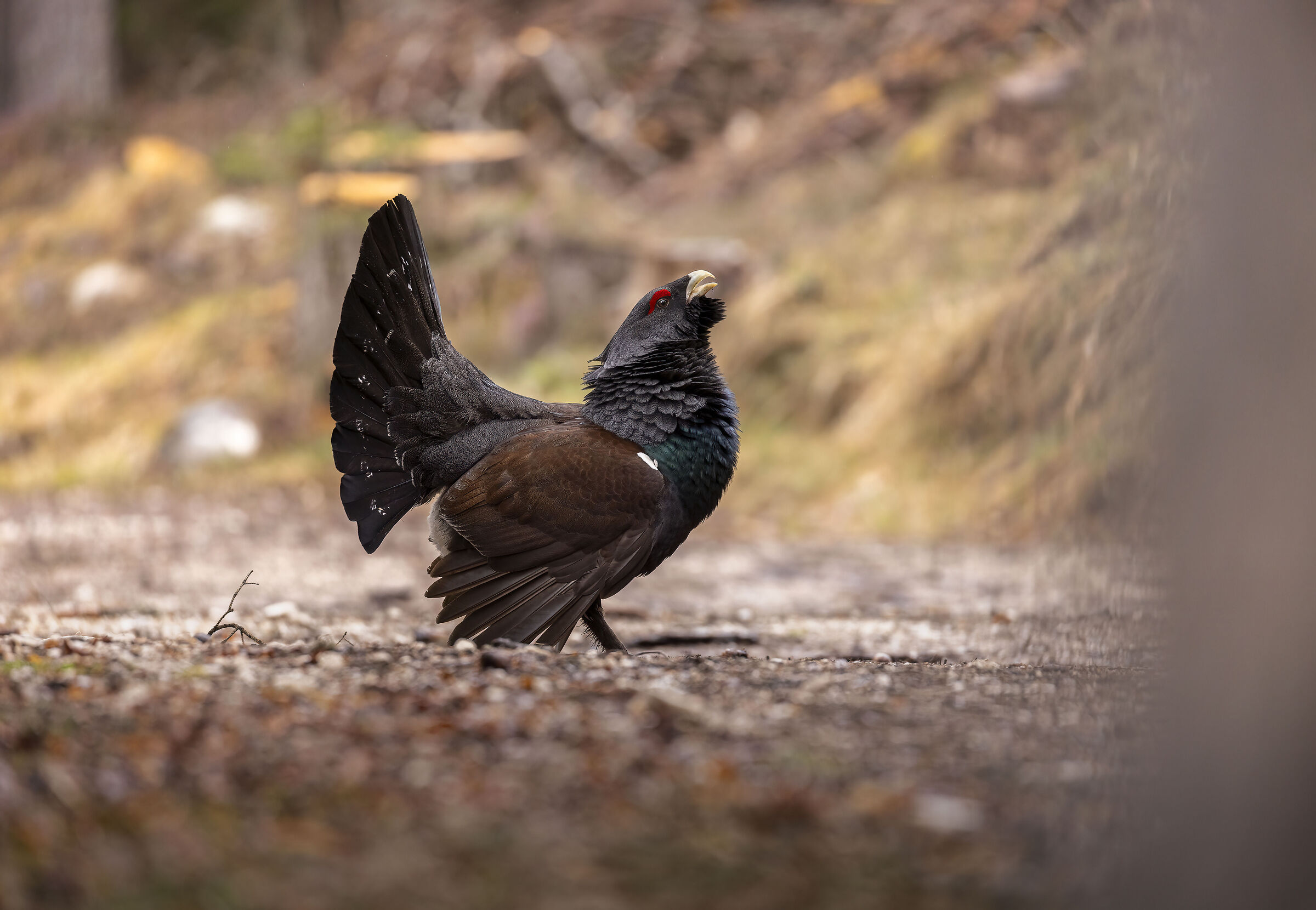 Raging Capercaillie