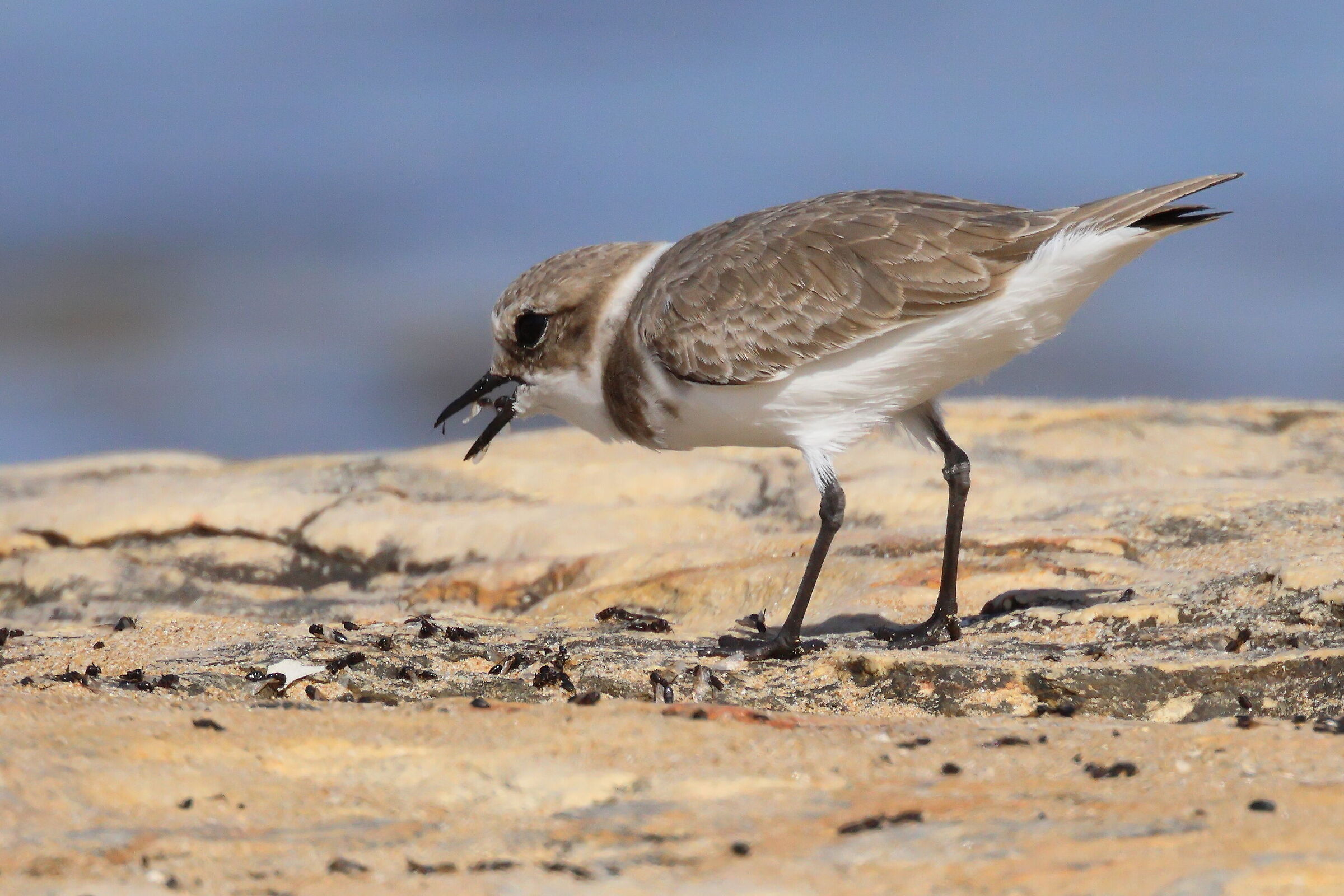 Fratino (Charadrius alexandrinus)