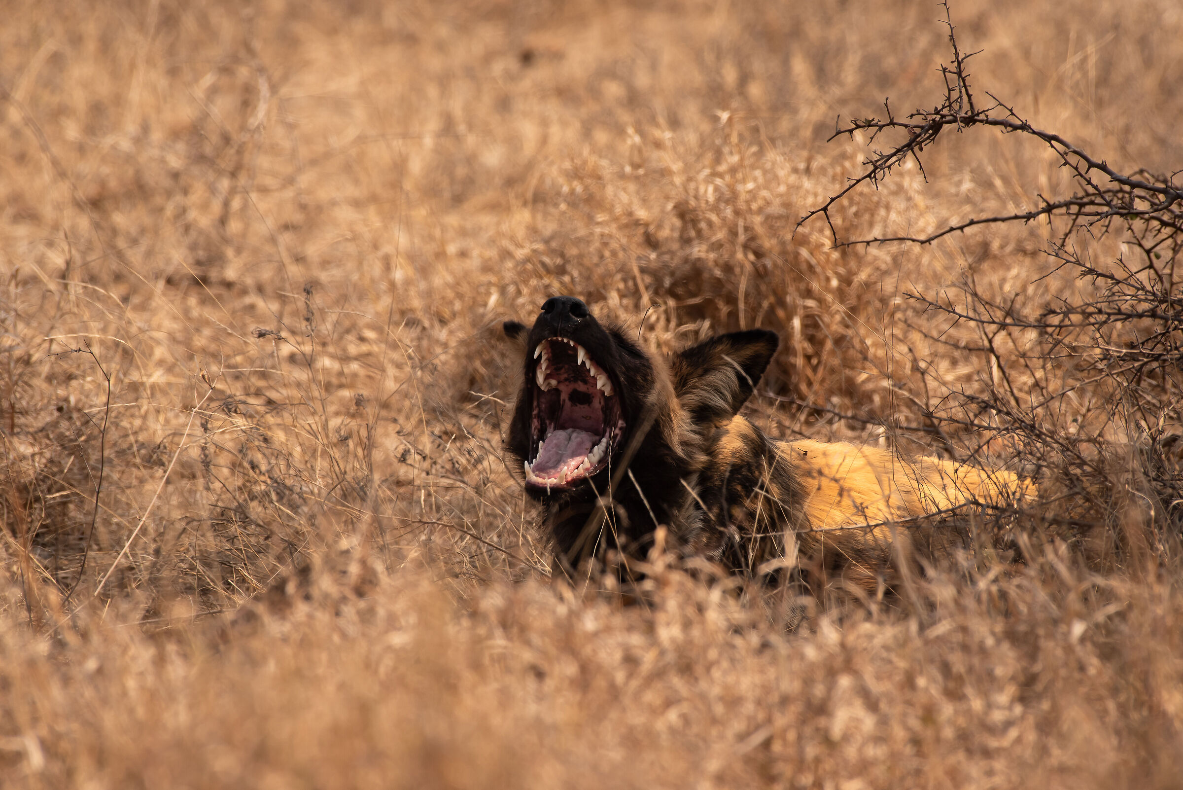 yawn