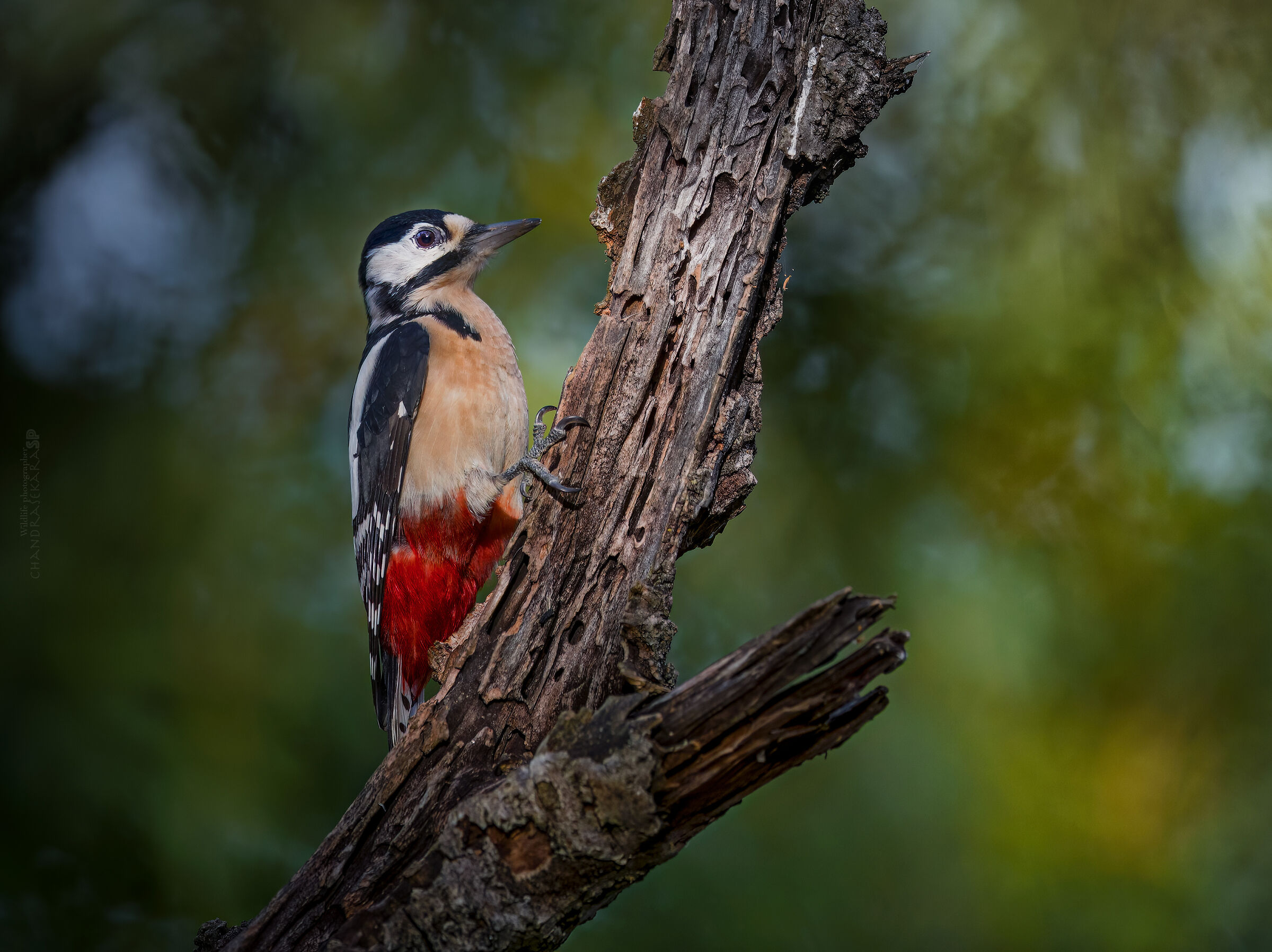 Spotted woodpecker