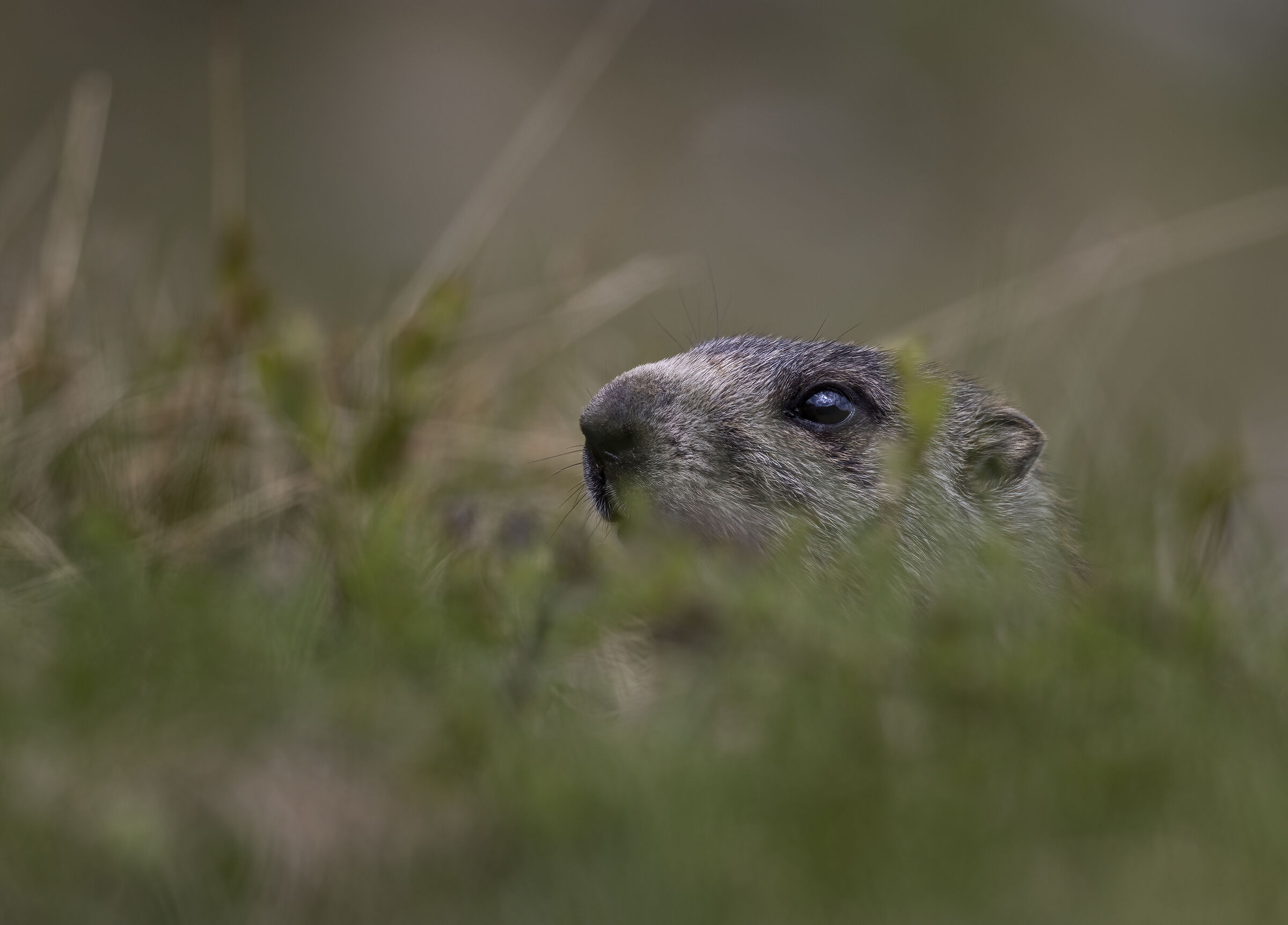 Curious marmot