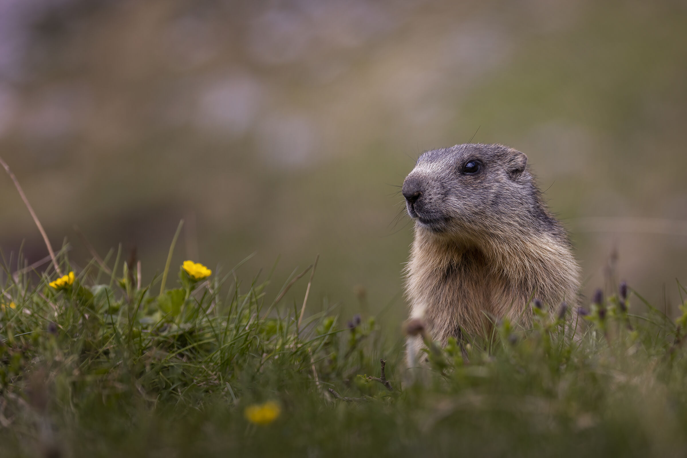Chubby marmot