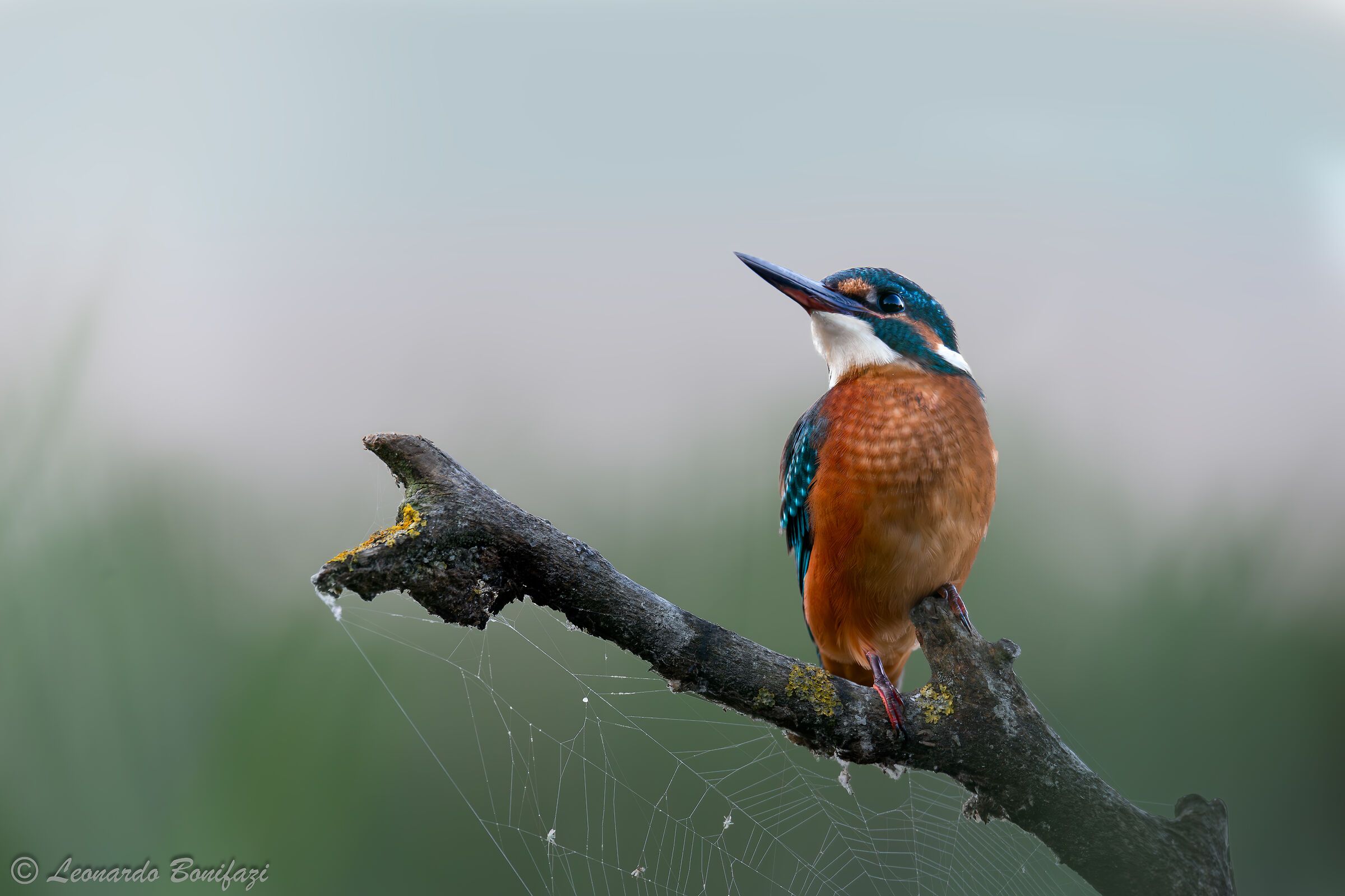 Proud kingfisher