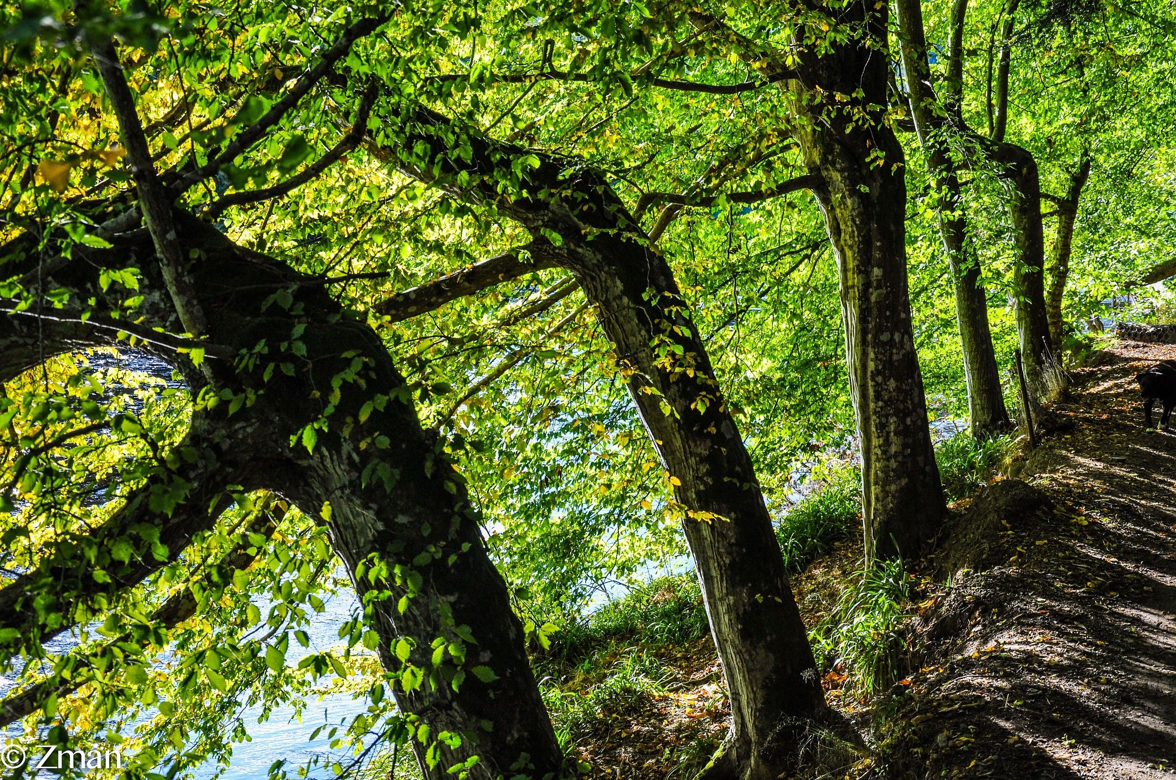 Trees Competing for the Sun