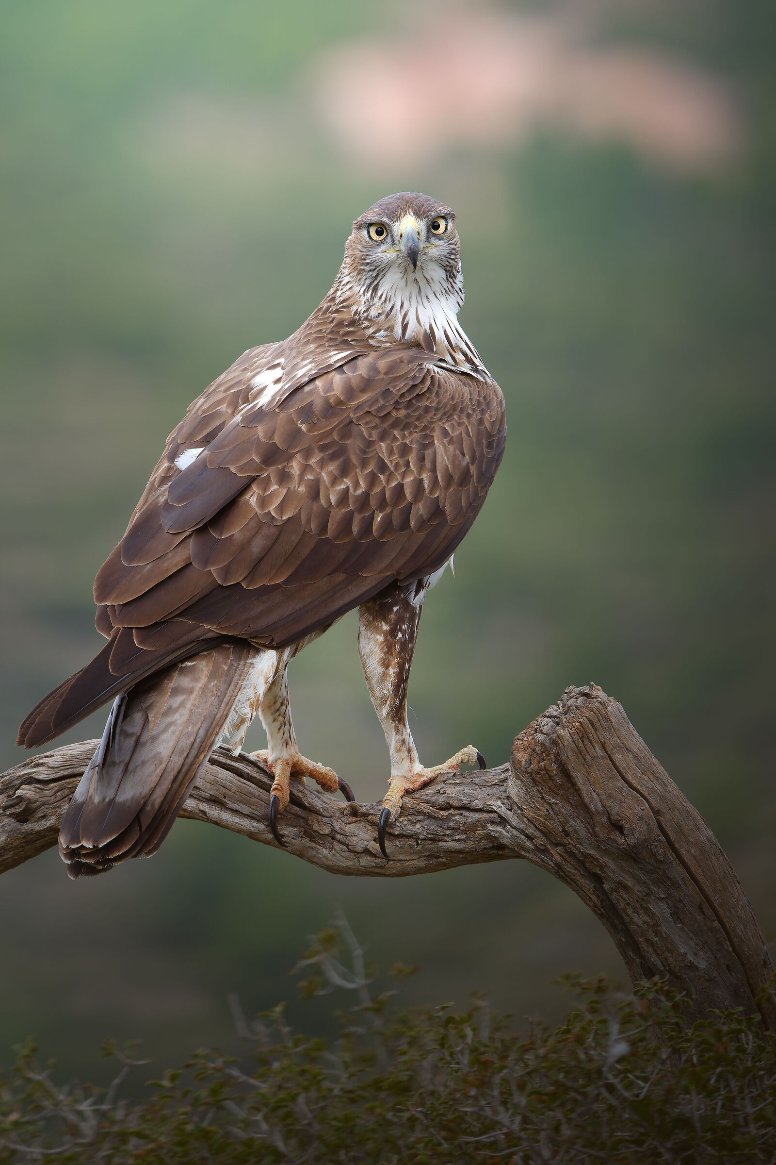 BONELLI'S EAGLE